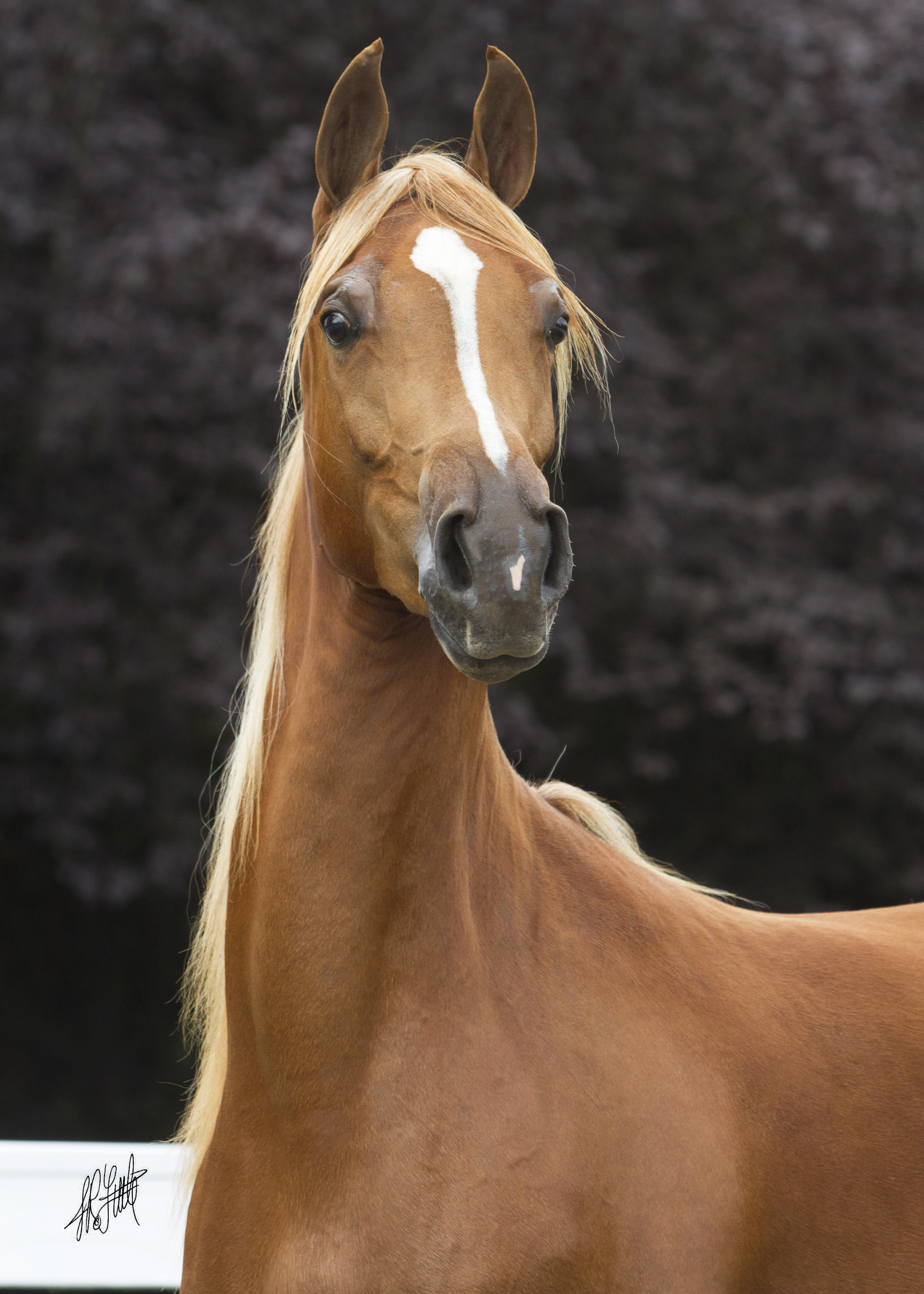 English & Country Arabian Horses For Sale at R.O. Lervick Arabians