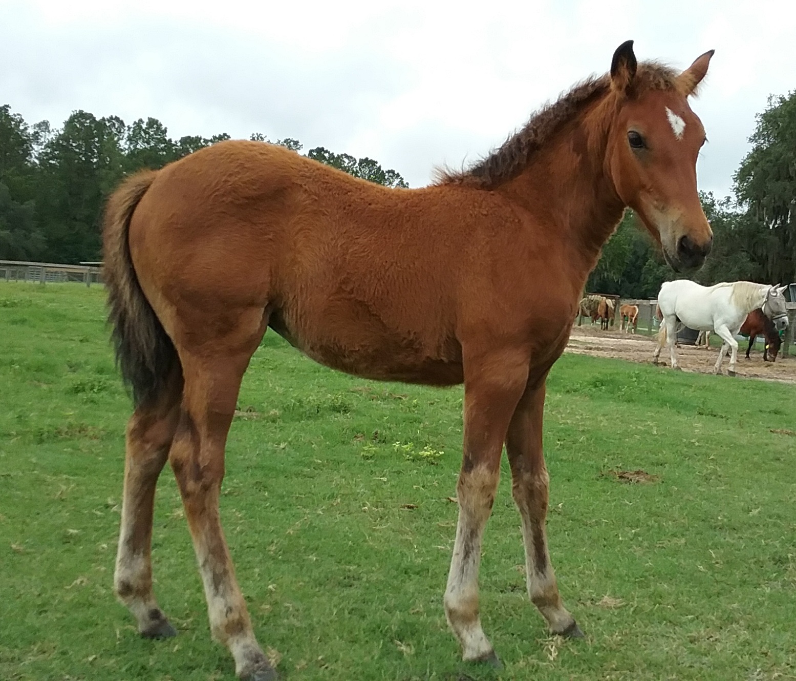Horses for Sale » Veterinary Extension » College of Veterinary ...
