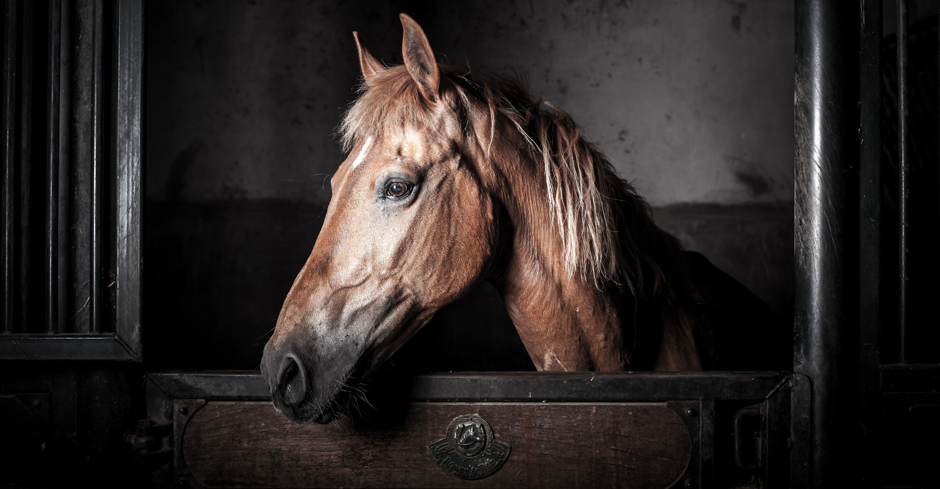 Myth: Horses Don't Need Hay at Night Because They Sleep