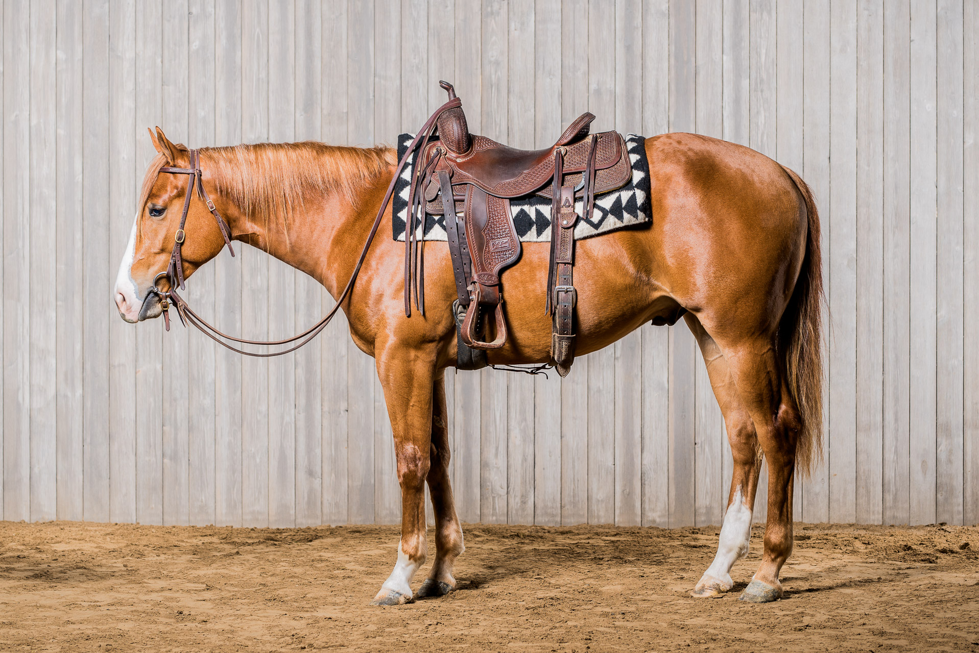 Horse Sale | Equine | USU
