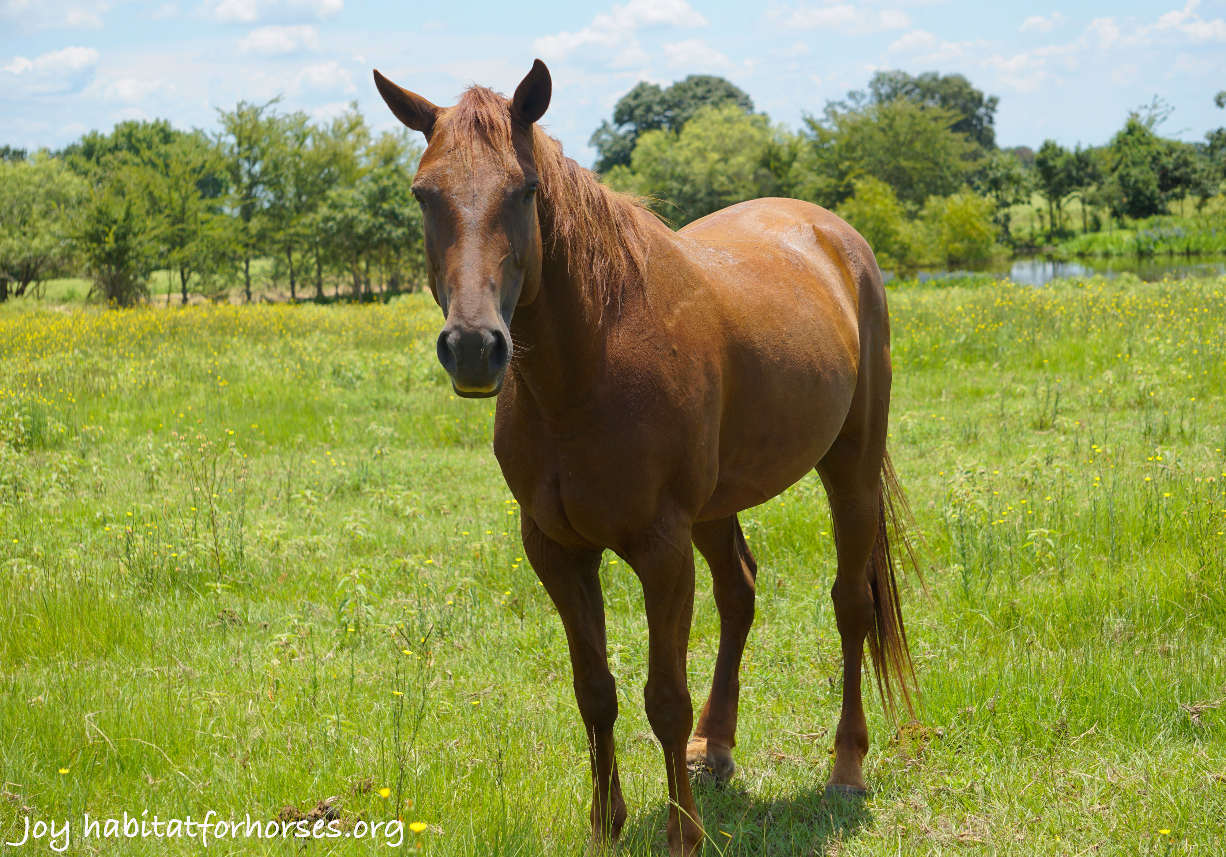 The domains focus on horses' nutrition, environment, health ...