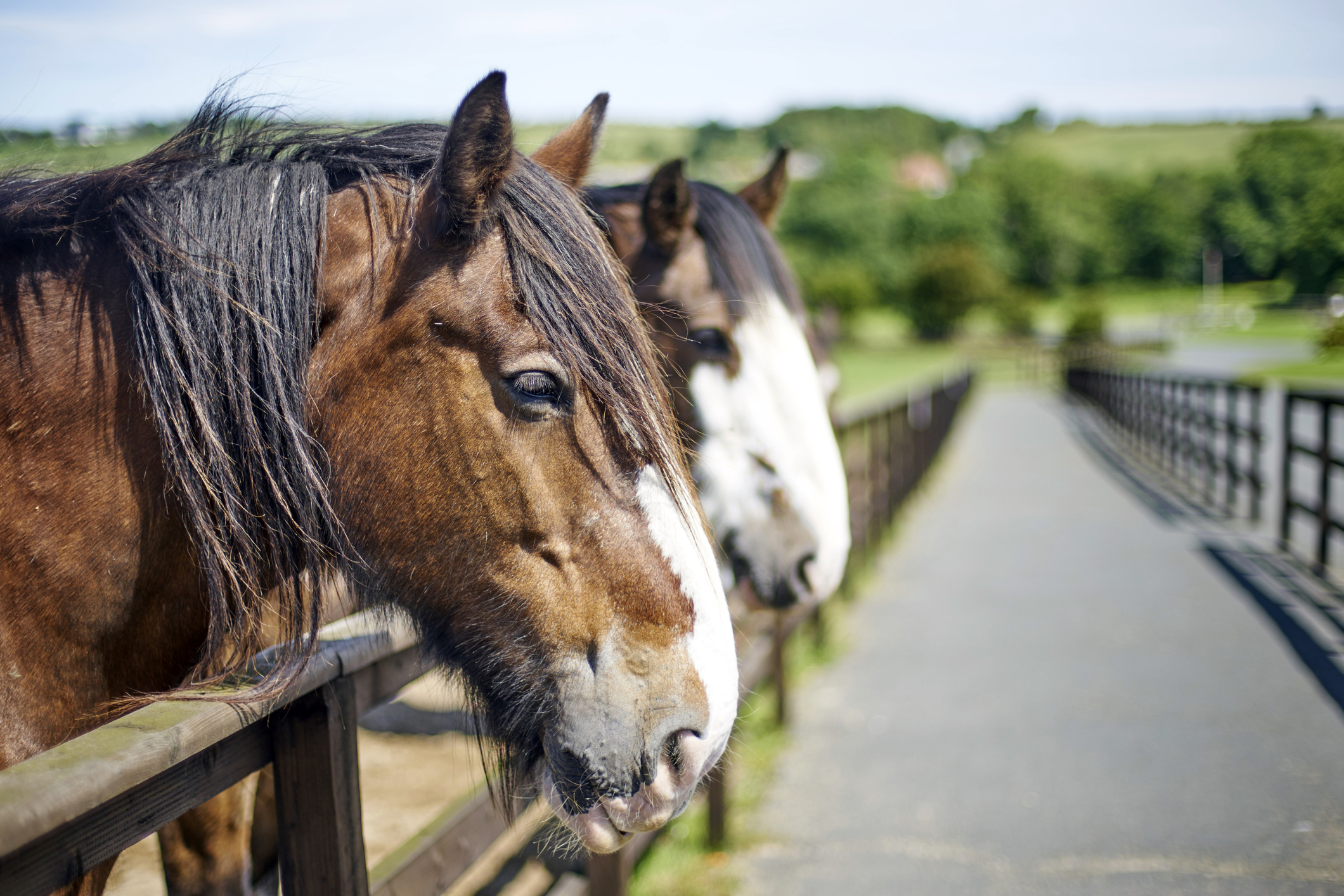 Caring for Senior Draft Horses - Farming