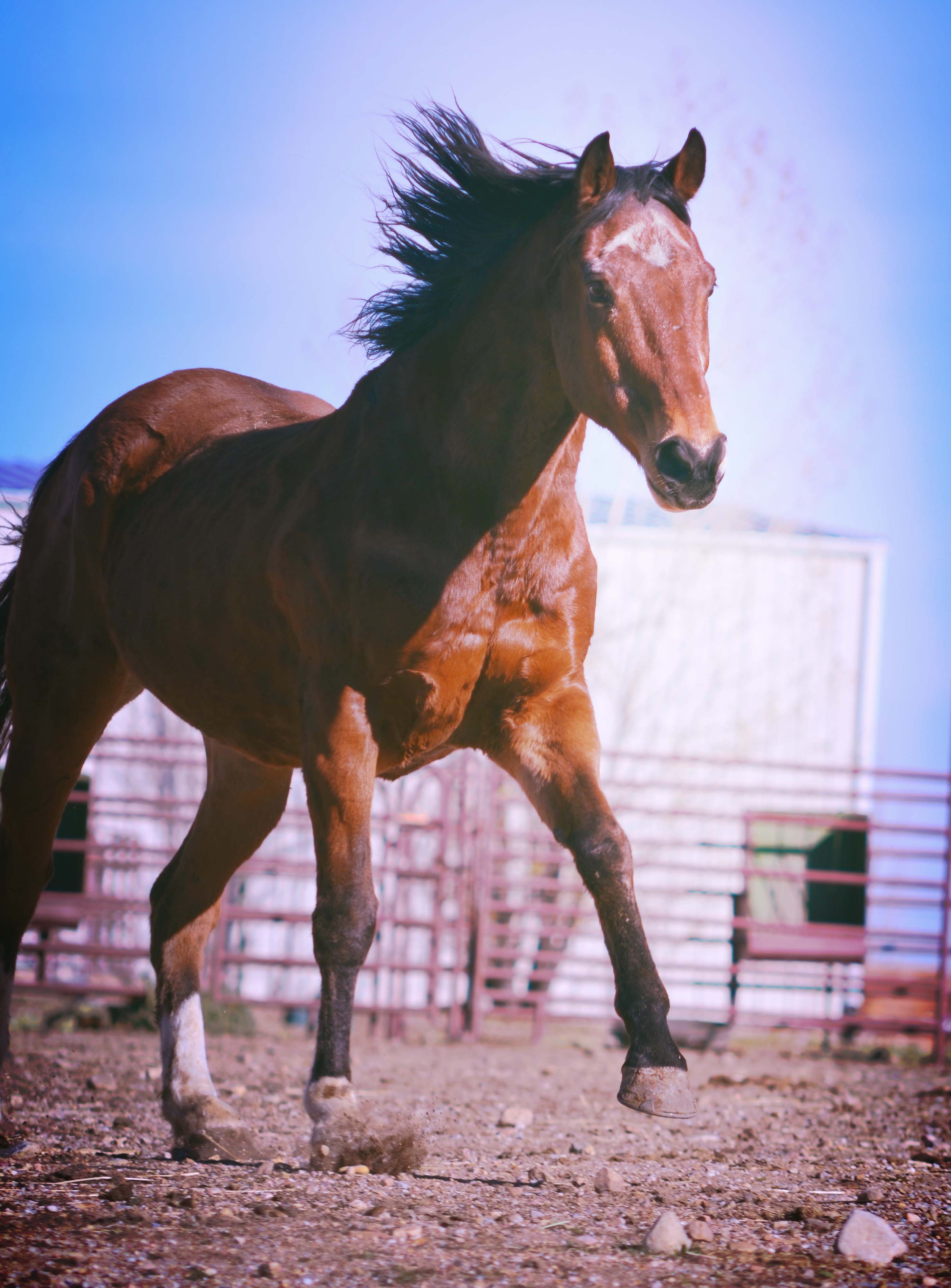 Companion Horses – Colorado Horse Rescue