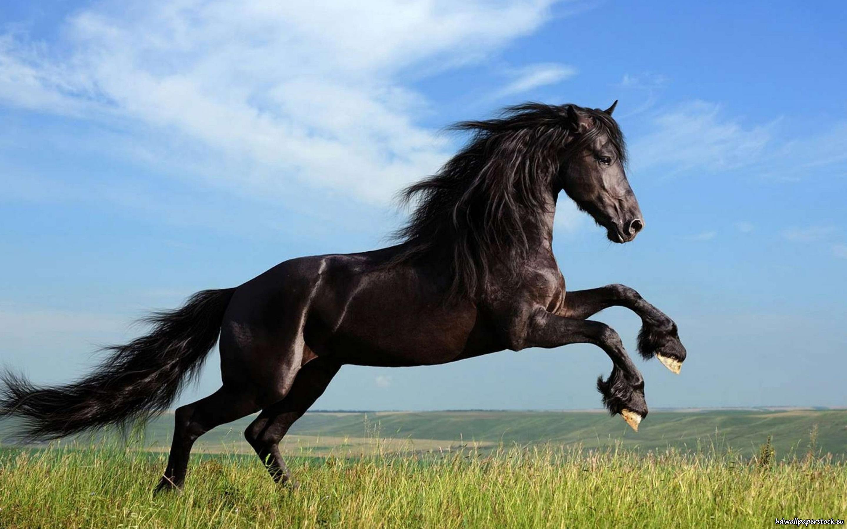 Dream of Horse
