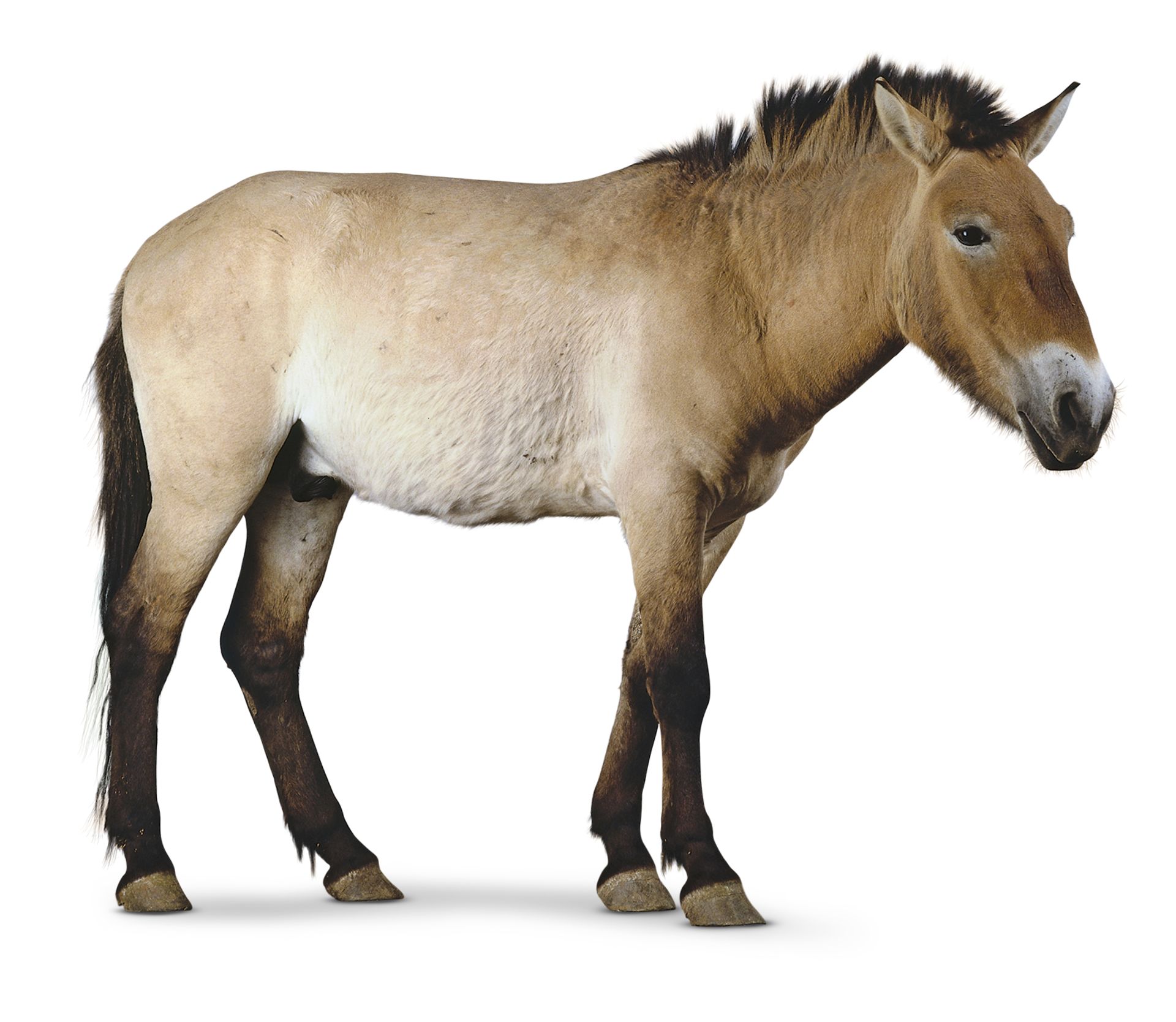 Types Of Horses | Horse Facts For Kids | DK Find Out
