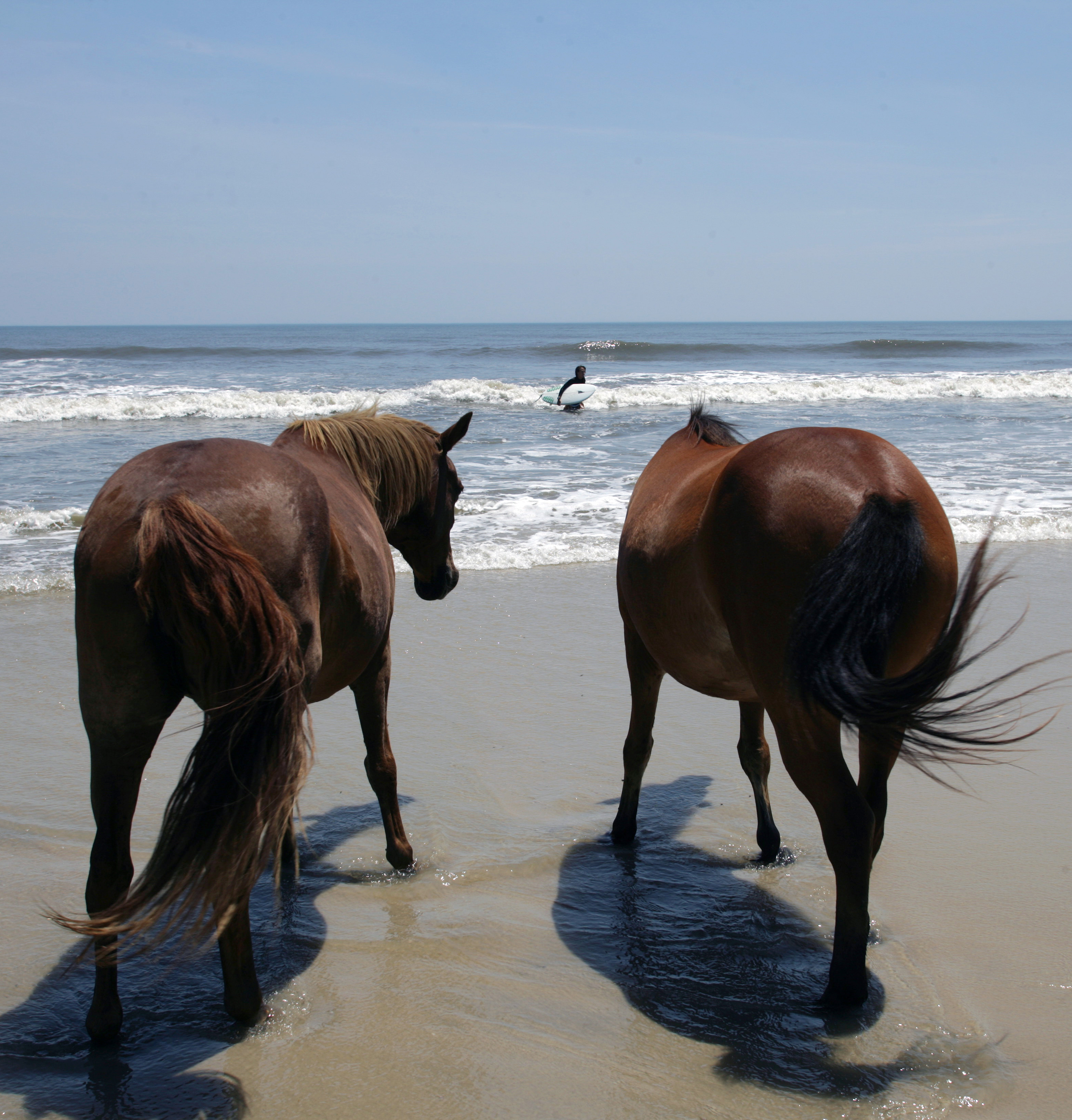 Chesapeake Bay Wild Horses | Drive The Nation