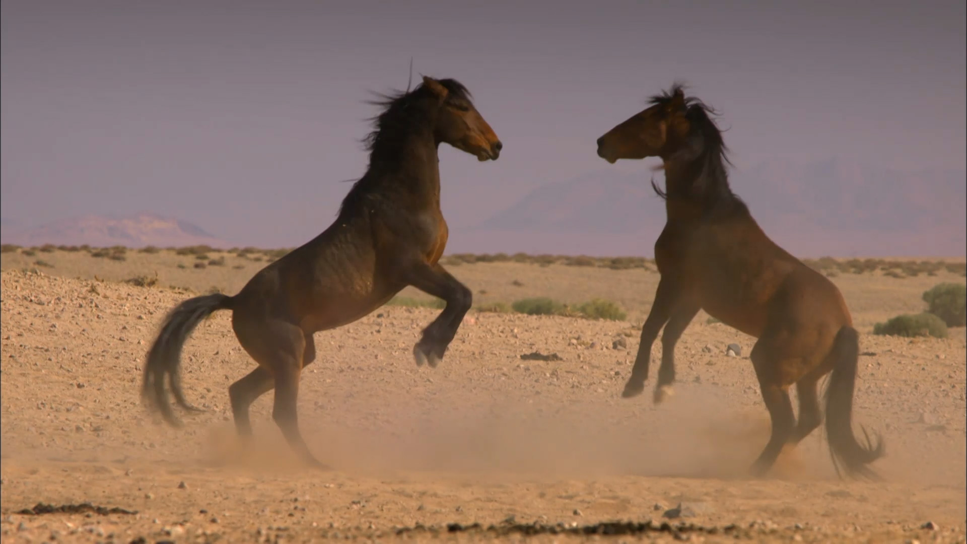 Horses Gone Wild - National Geographic Channel