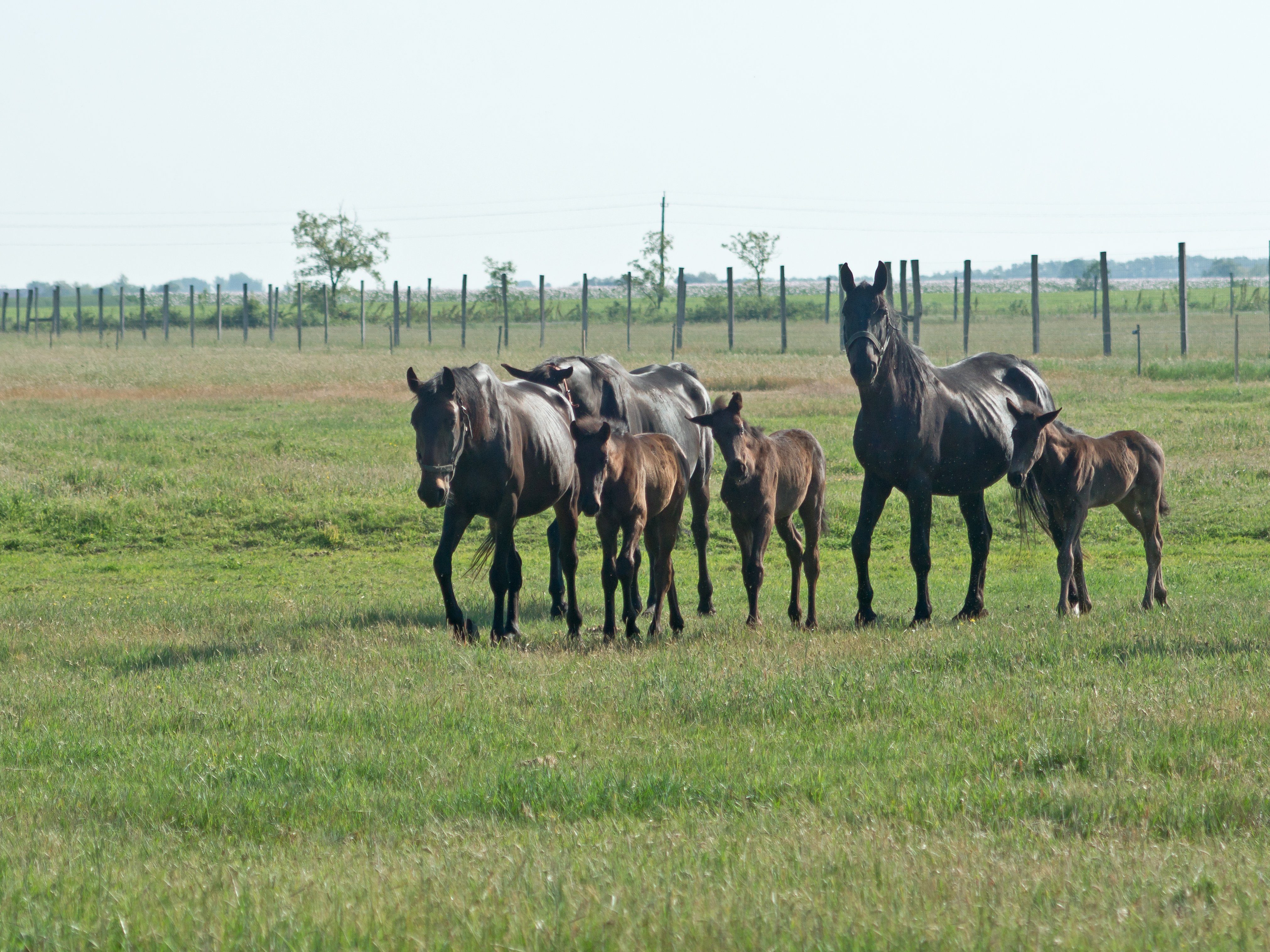 Horses, Agriculture, Livestock, Stallion, Rural, HQ Photo