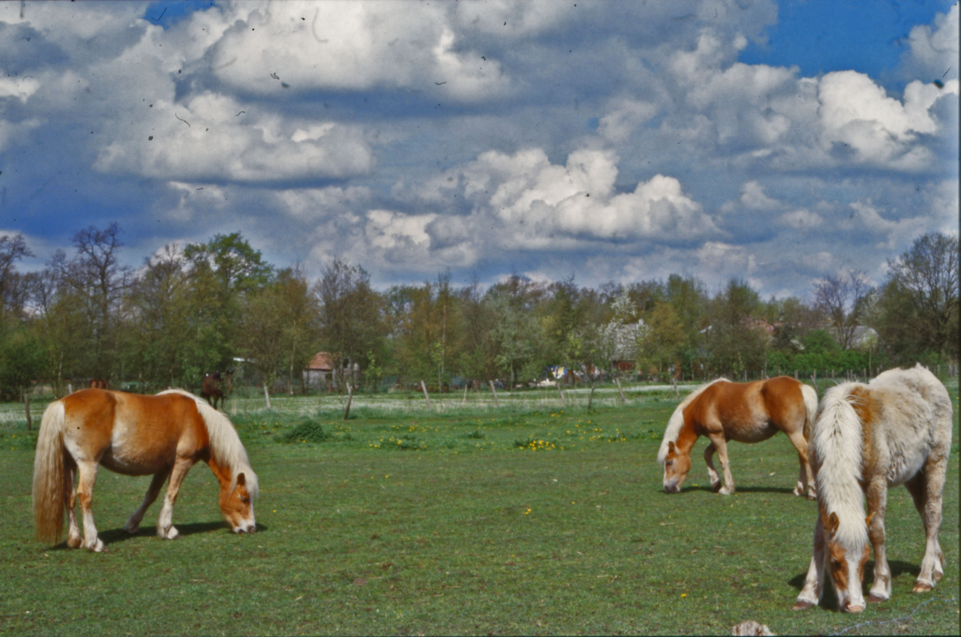 Horses photo