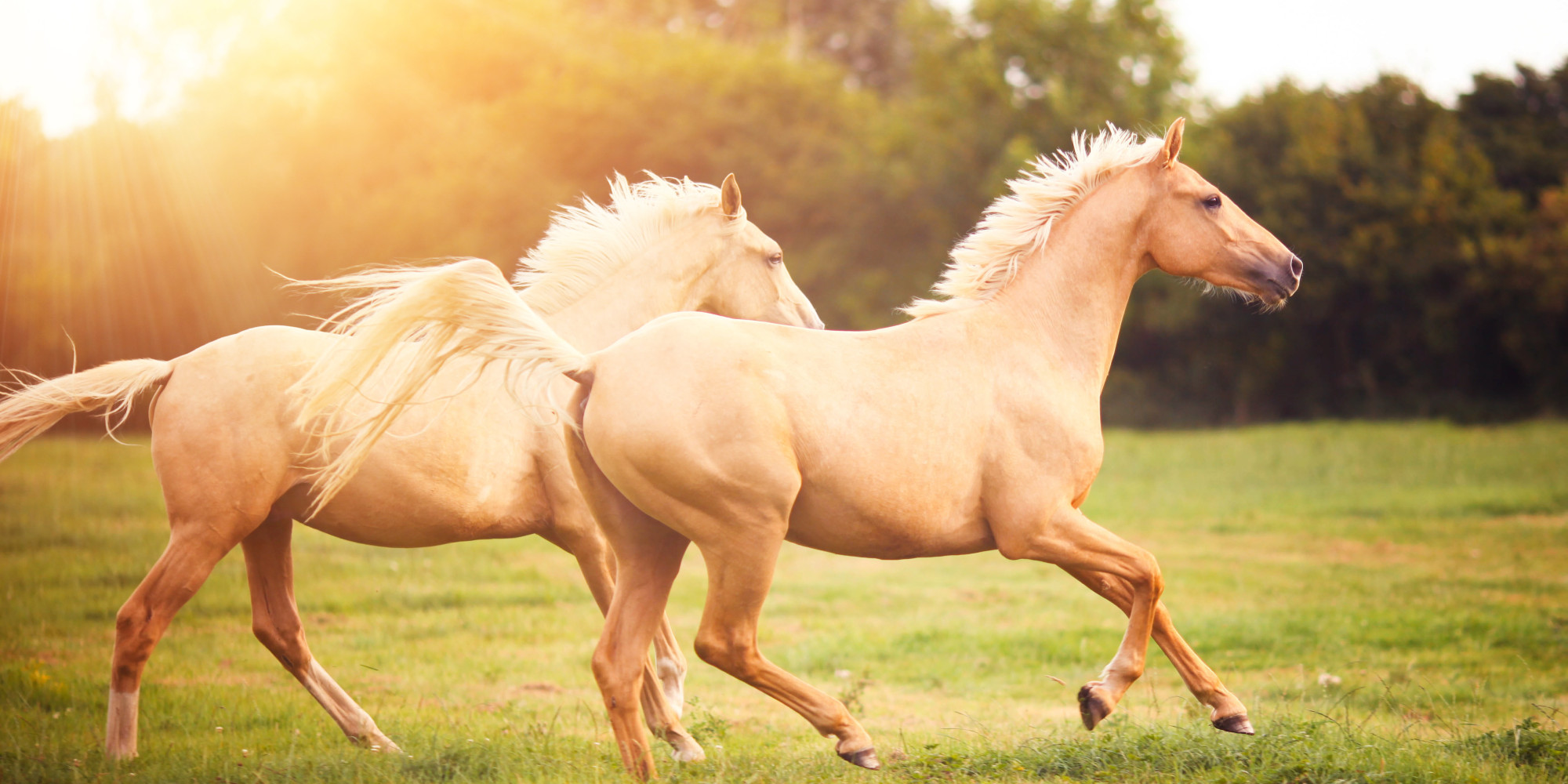 Horses and Spirituality | HuffPost