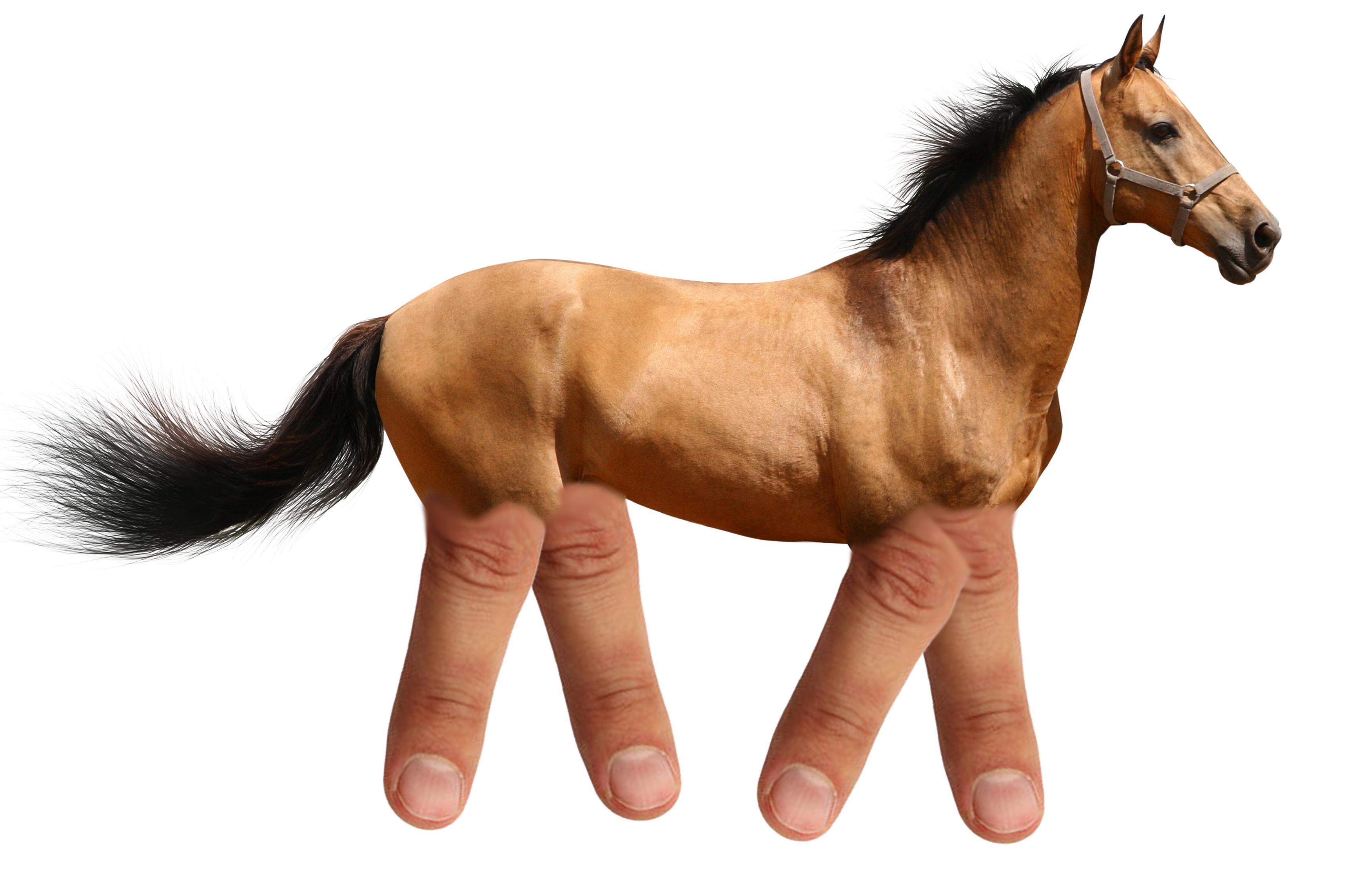 Horse's legs are fingers : MBMBAM
