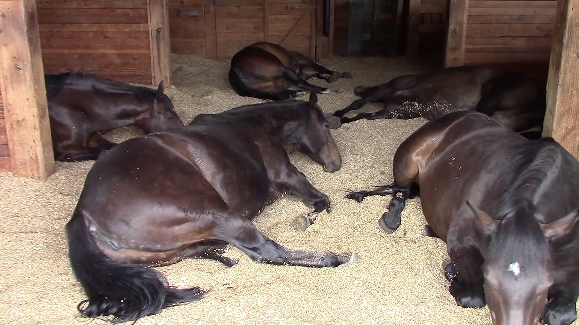Horses, Peacefully Farting and Snoring - YouTube