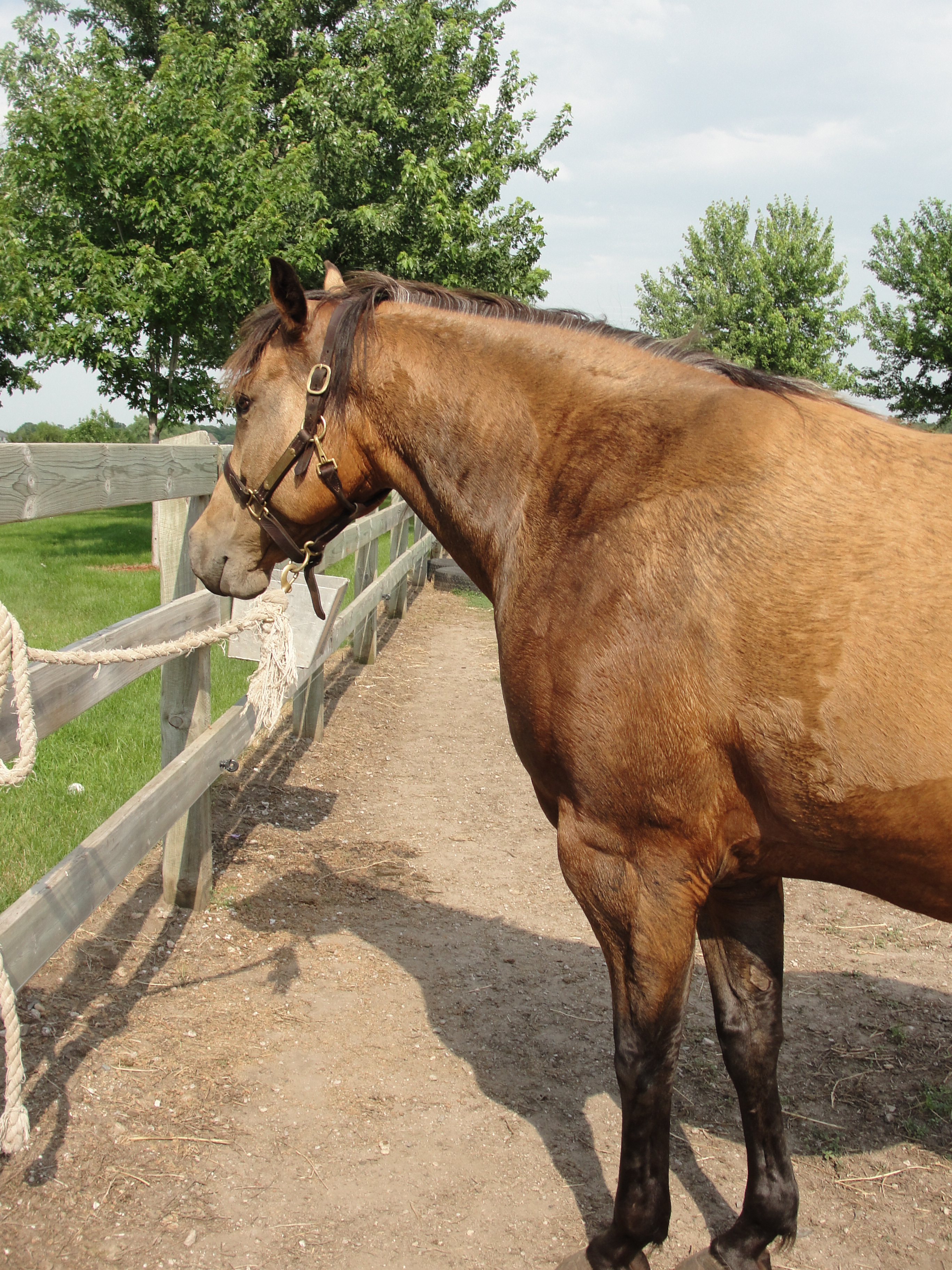 Managing horses during hot weather : Horse : University of Minnesota ...