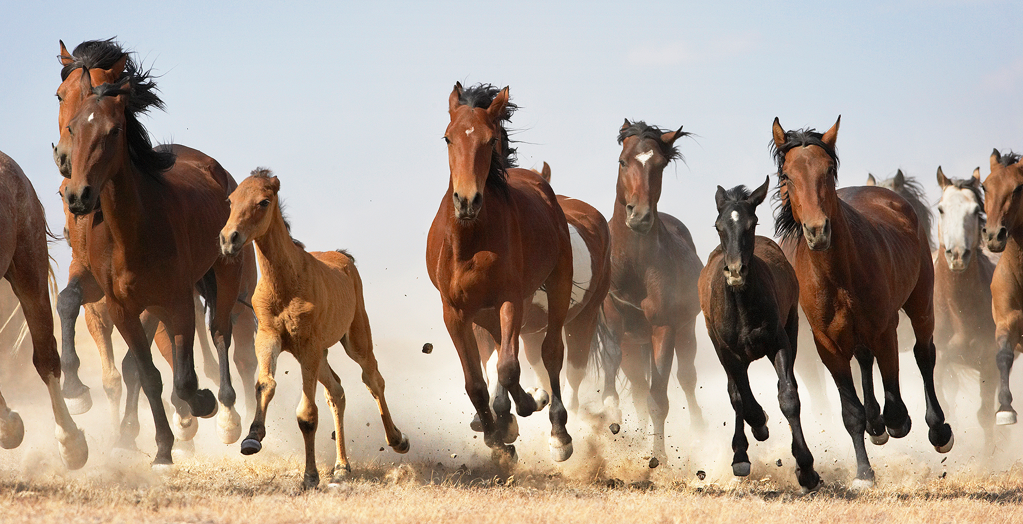 Wild Horses Could Be Euthanized Under Donald Trump's New Budget ...