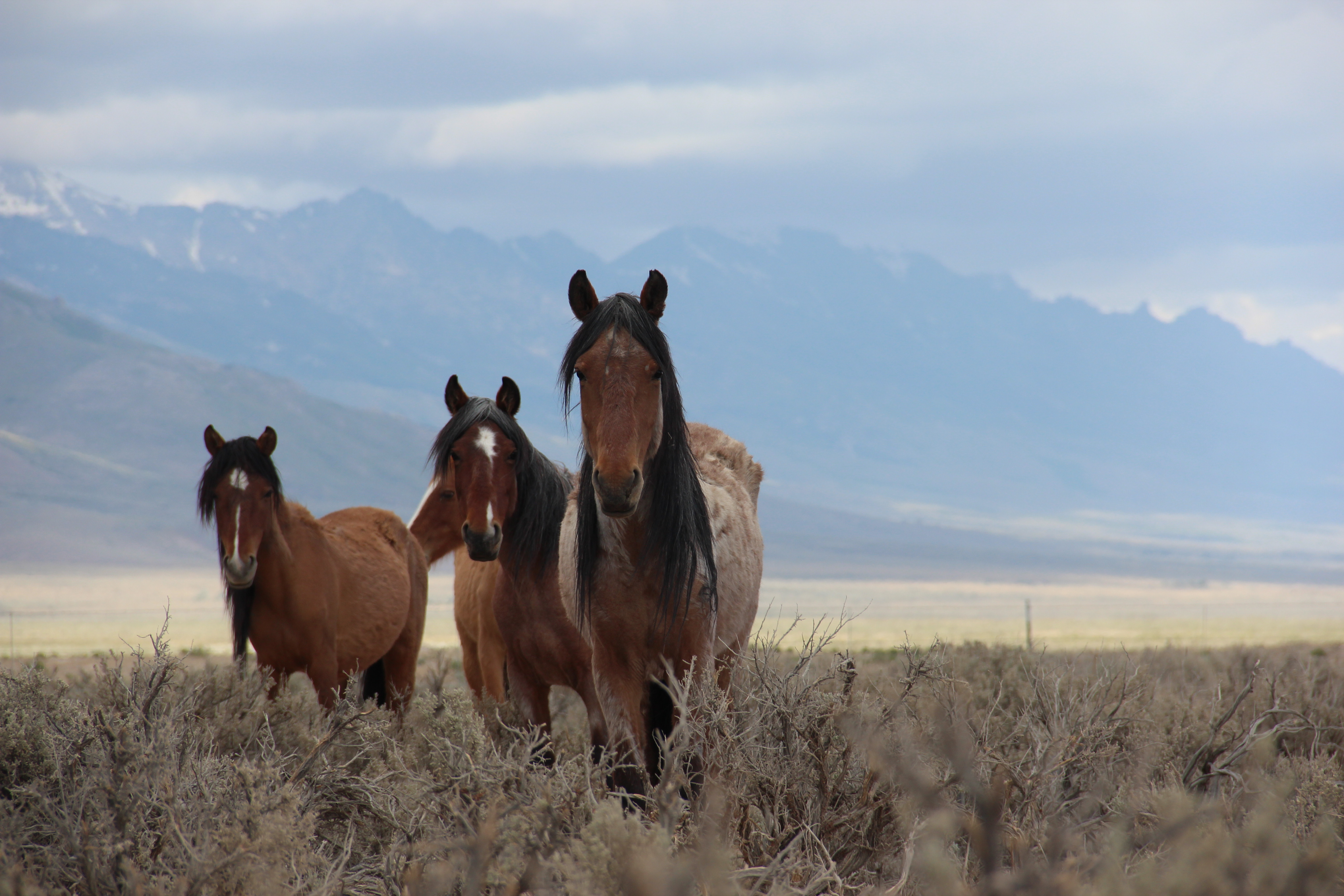 Wild Horses: Beautiful Symbol Of The West Or Invasive Species? | CPR