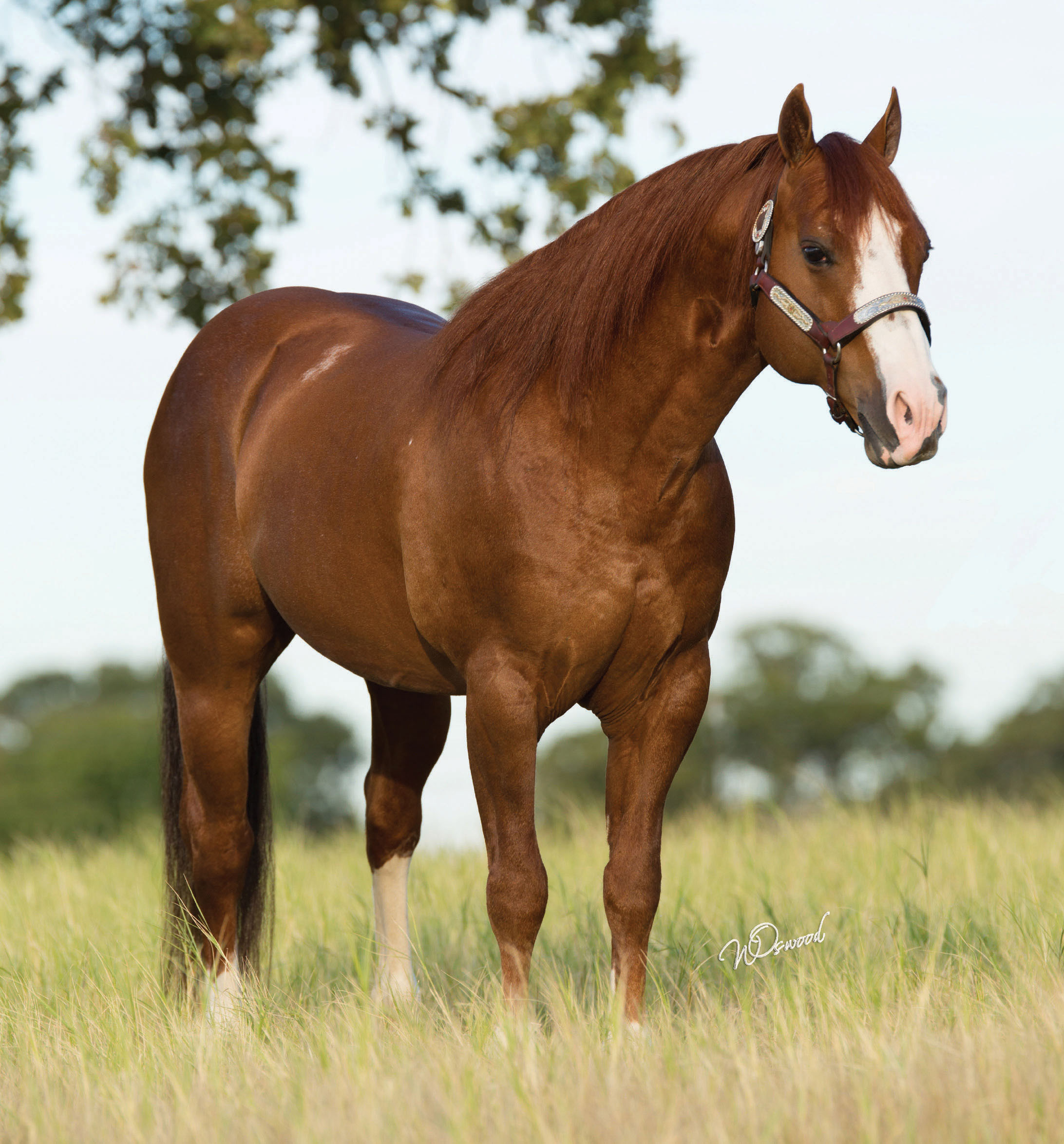 Stallion Register - Barrel Horses, Quarter Horses and Performance Horses