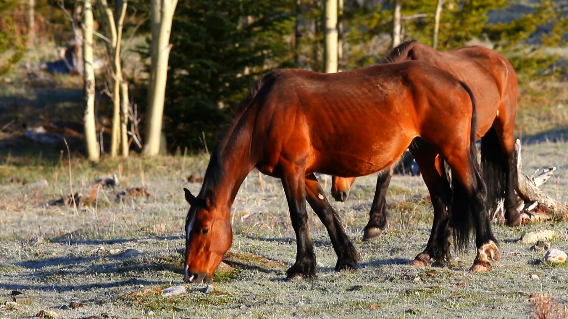 Feral (Wild Horses) feeding in the mountain foothills, beautiful ...