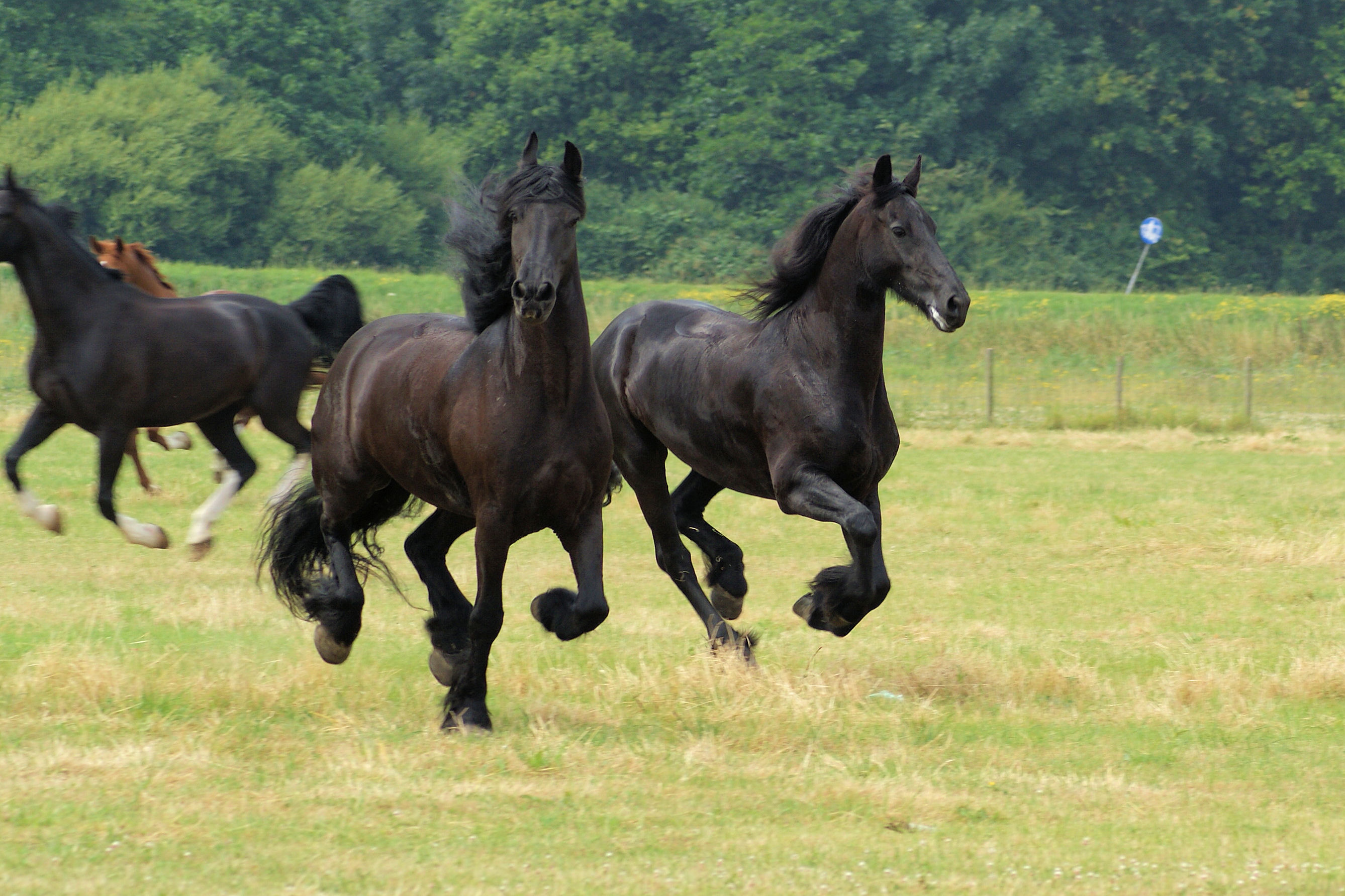 Horses in the netherlands photo