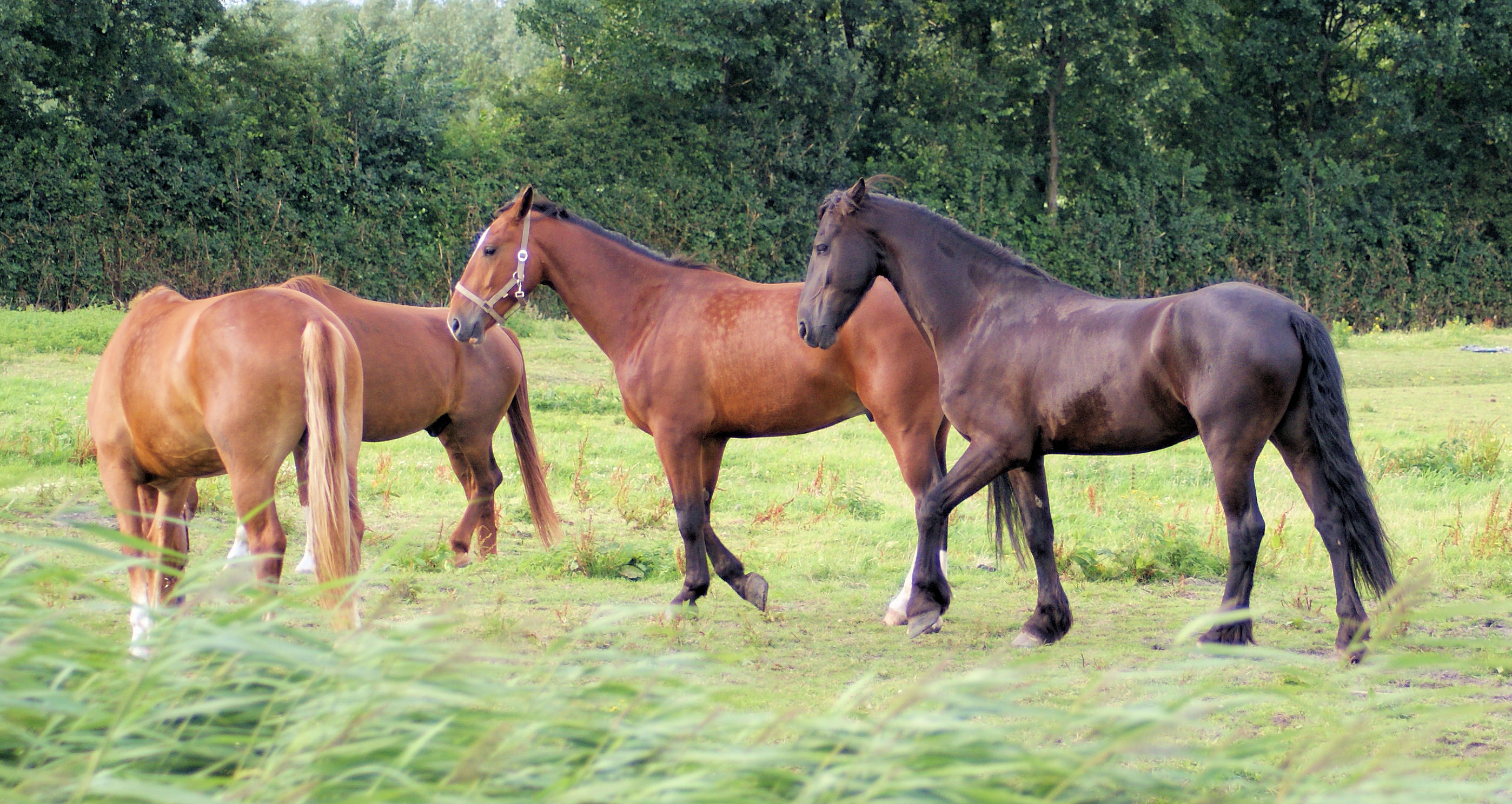 Horses in the netherlands photo