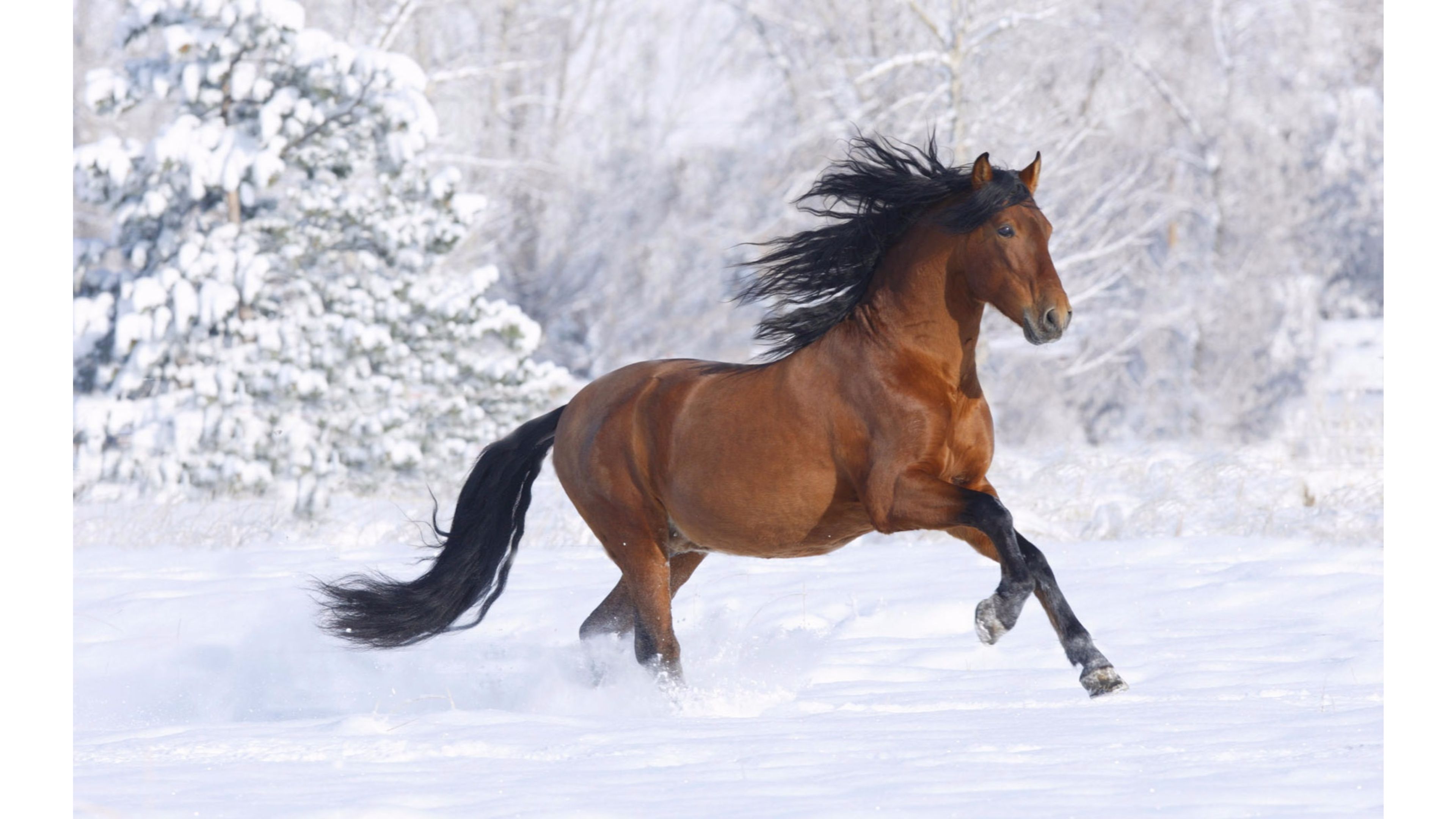 Snow Horses 4K Wallpaper | Free 4K Wallpaper