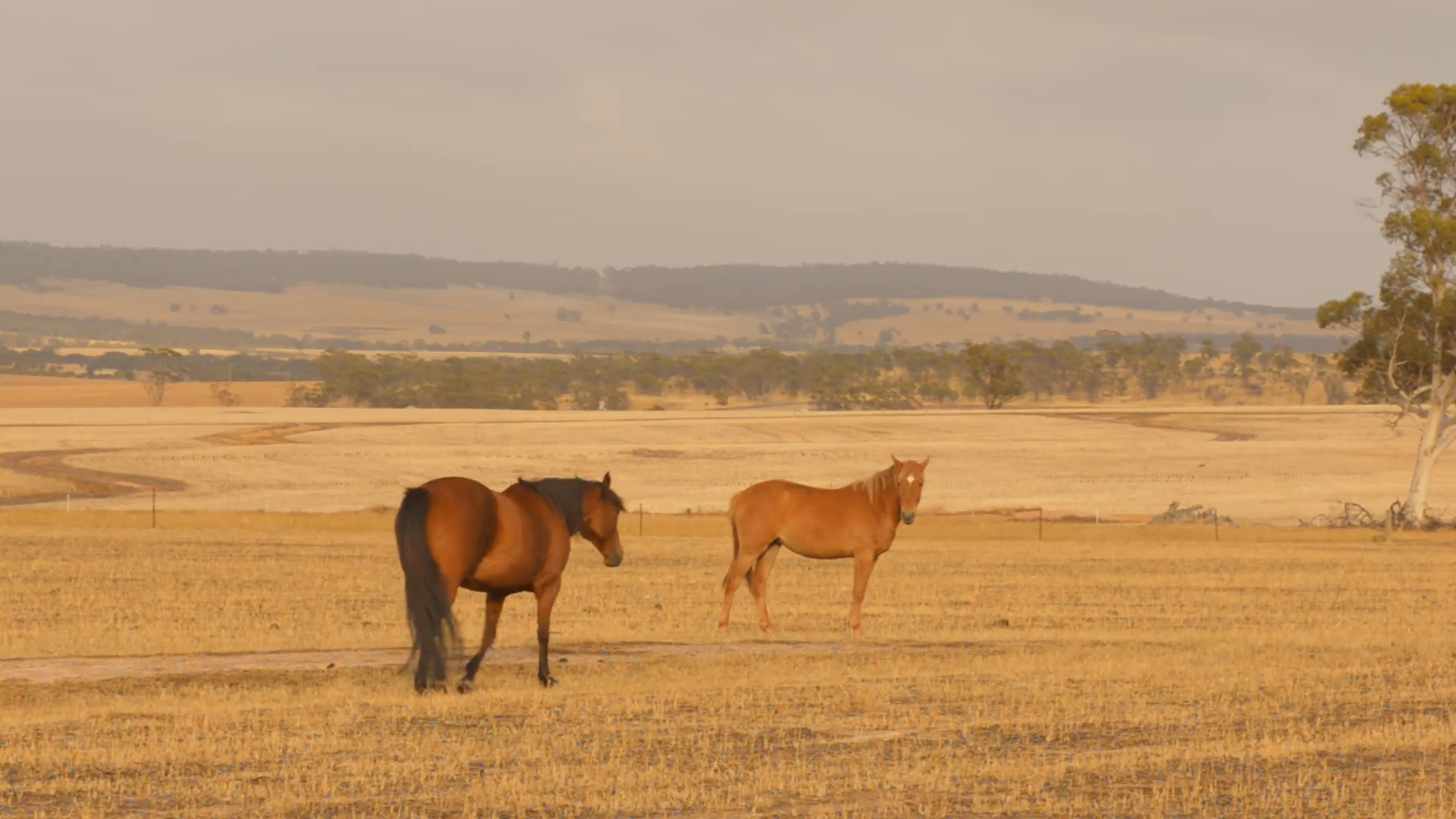 Horses wandering as they graze in a paddock in the dry Australian ...