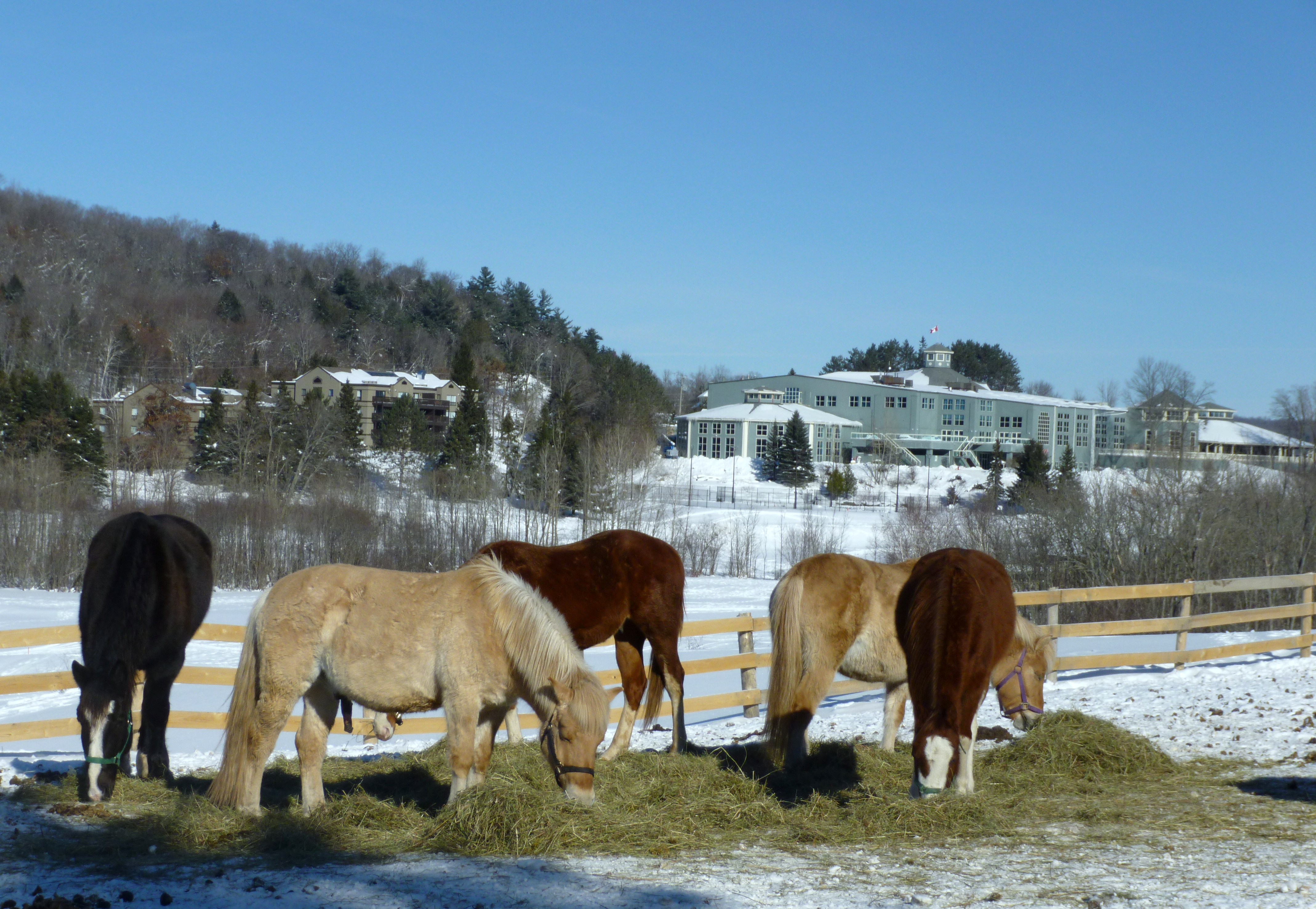 Hunstville, Ontario: Warm Saddle and Wandering Hooves Cure Winter ...