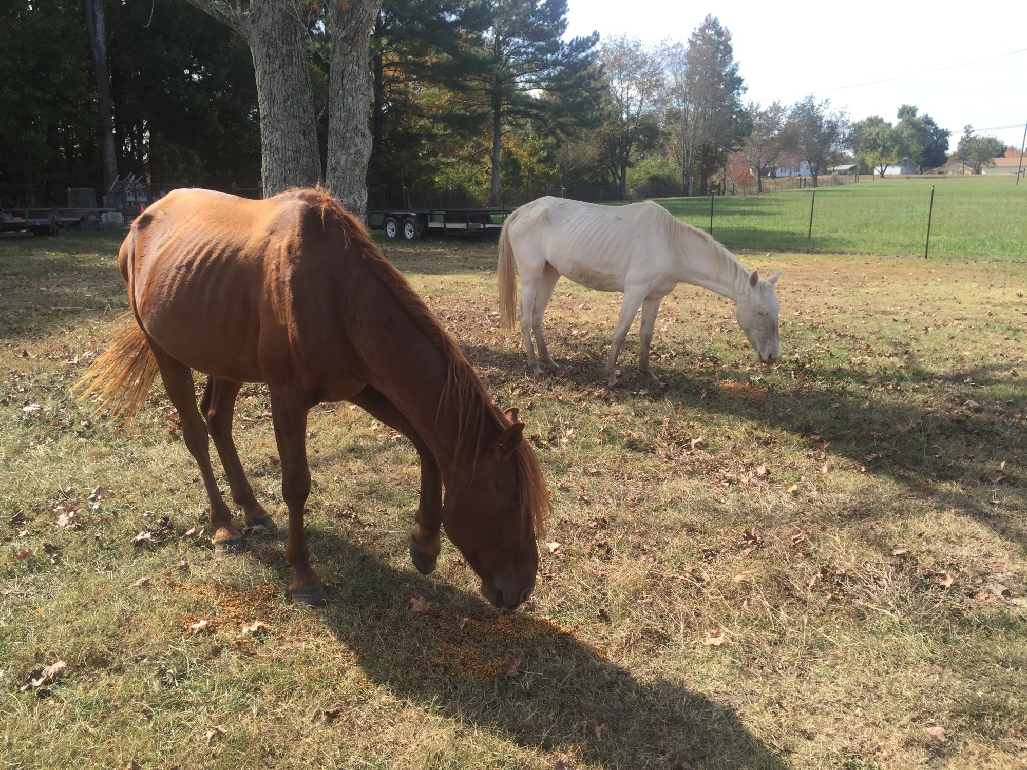 Limestone County authorities seek owners of 2 horses found wandering ...