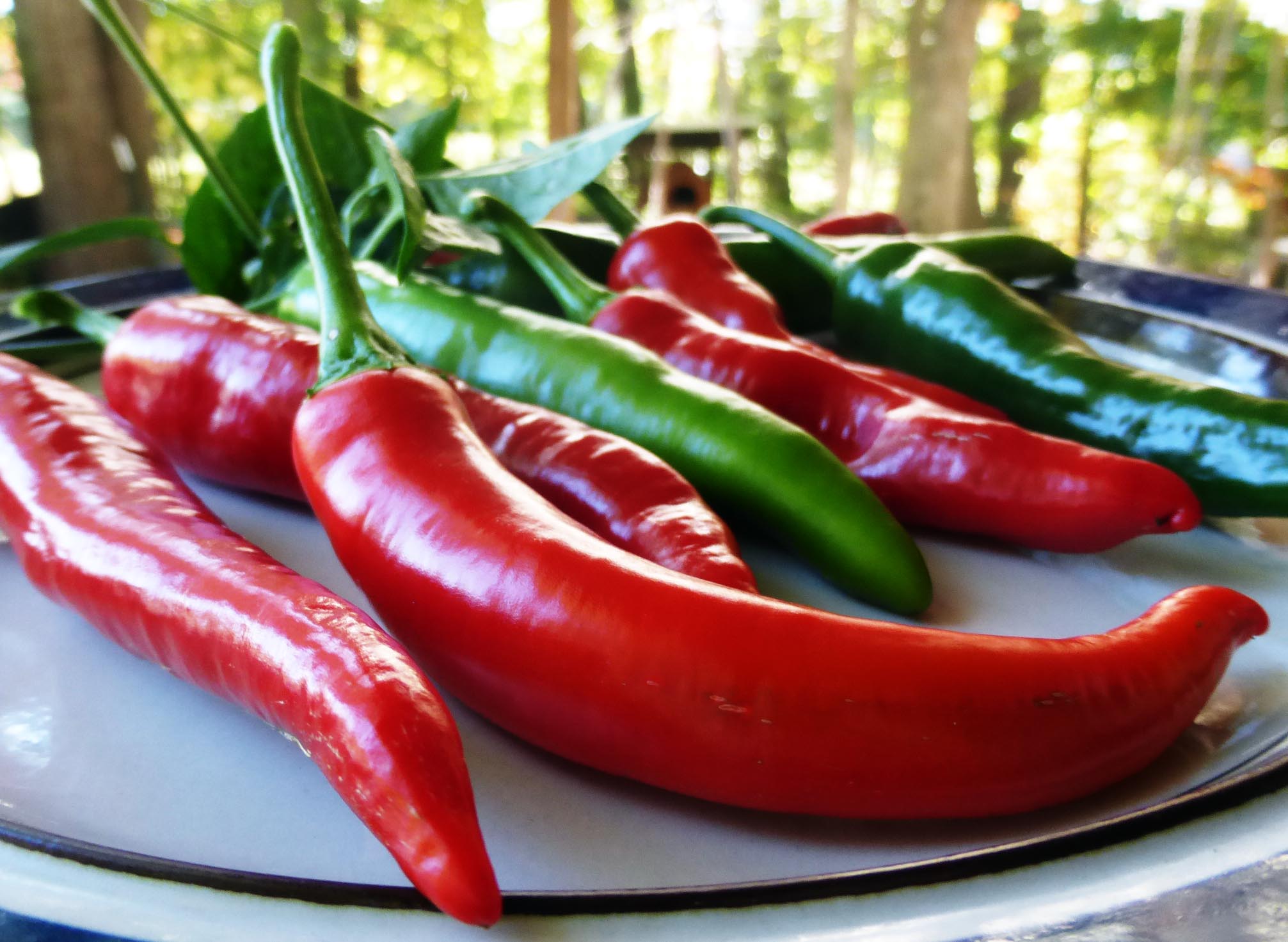 Lombok (Chile Lombak) Hot Pepper, 0.3 g : Southern Exposure Seed ...