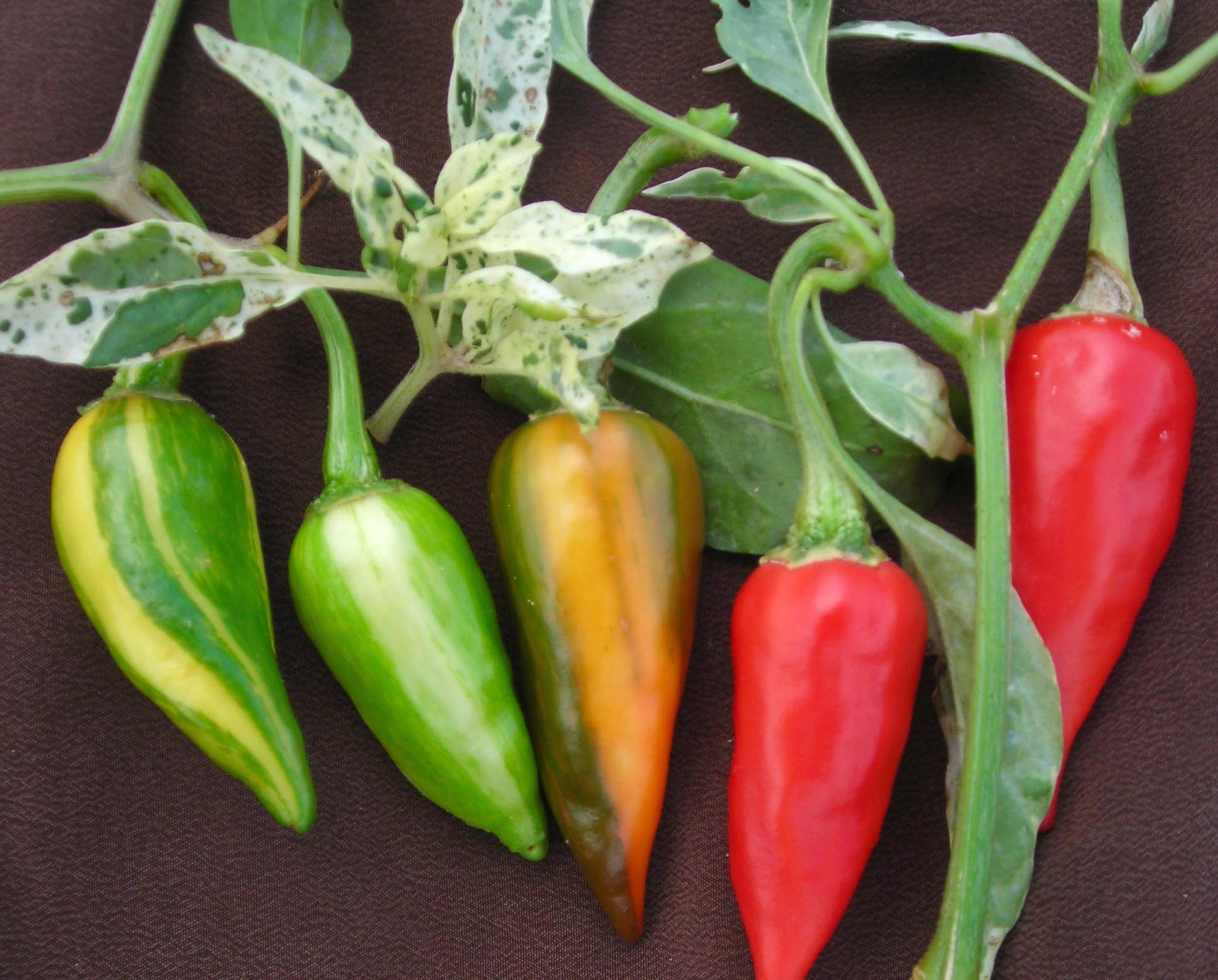 Fish Hot Pepper, 0.3 g : Southern Exposure Seed Exchange, Saving the ...