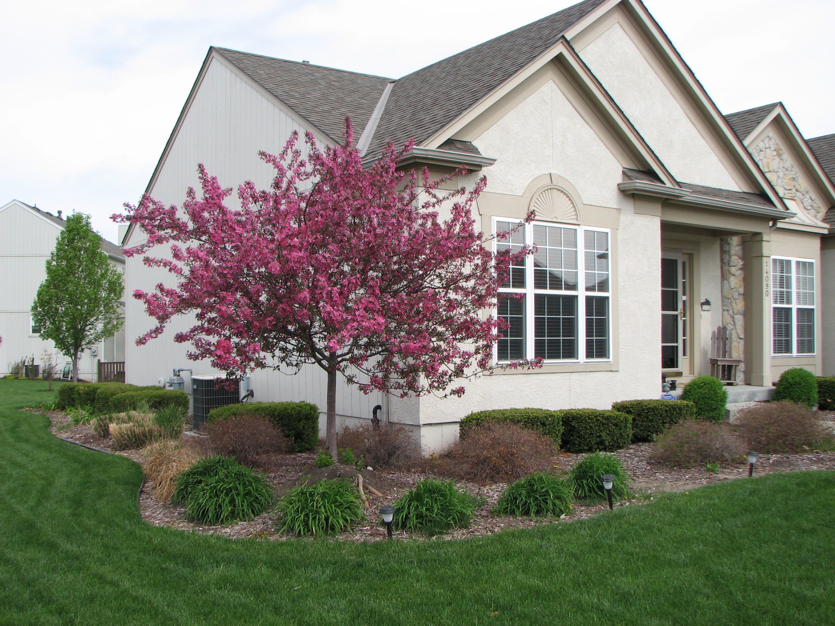Dwarf Crabapple Trees are also an early bloomer. The dwarf varieties ...