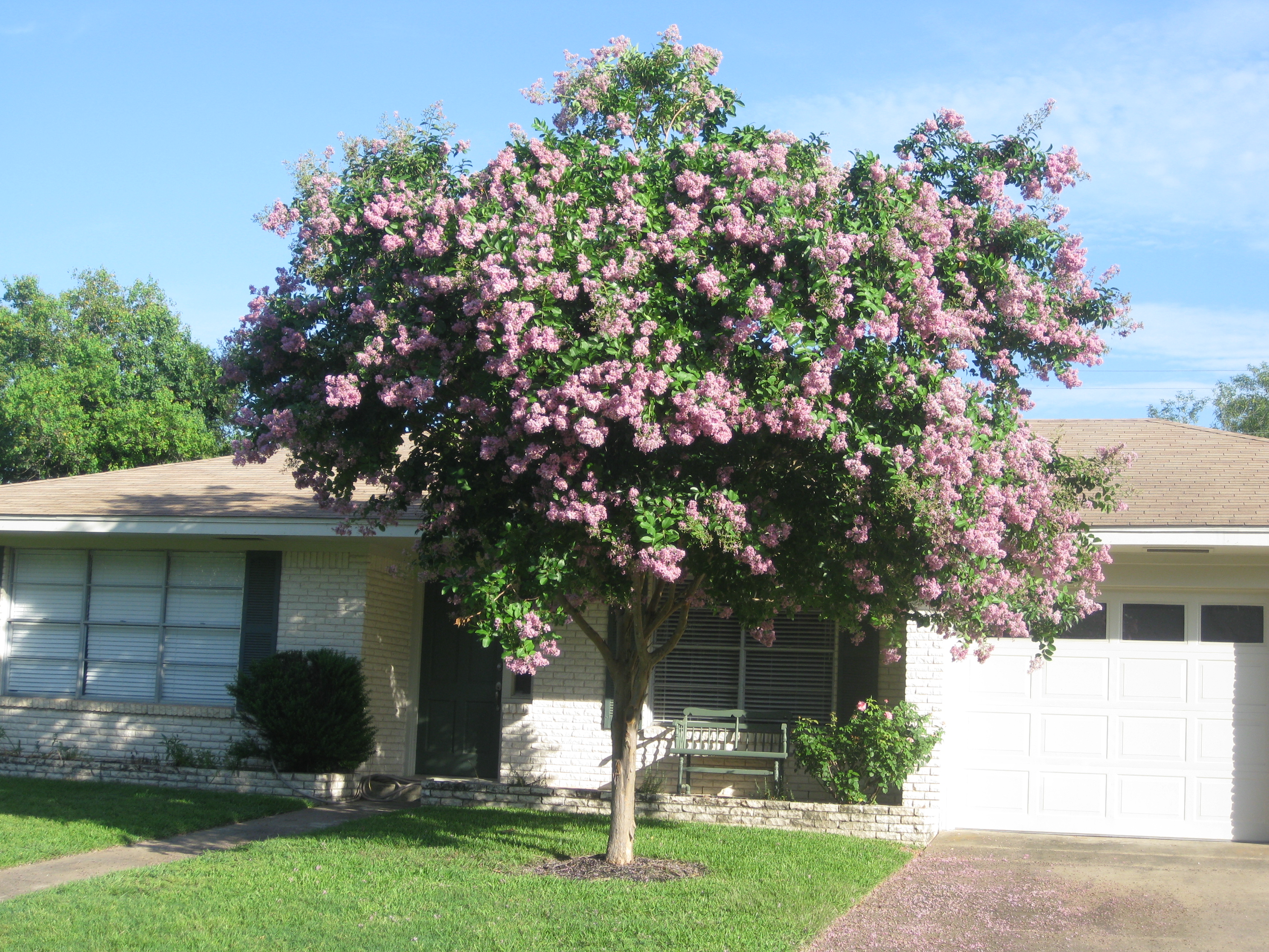 New Texas Superstar introduced: Basham's Party Pink crape myrtle ...