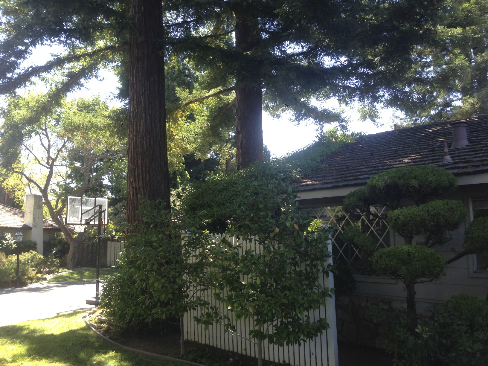 pics] Redwood trees too close to the house? (growing, 2014, vines ...