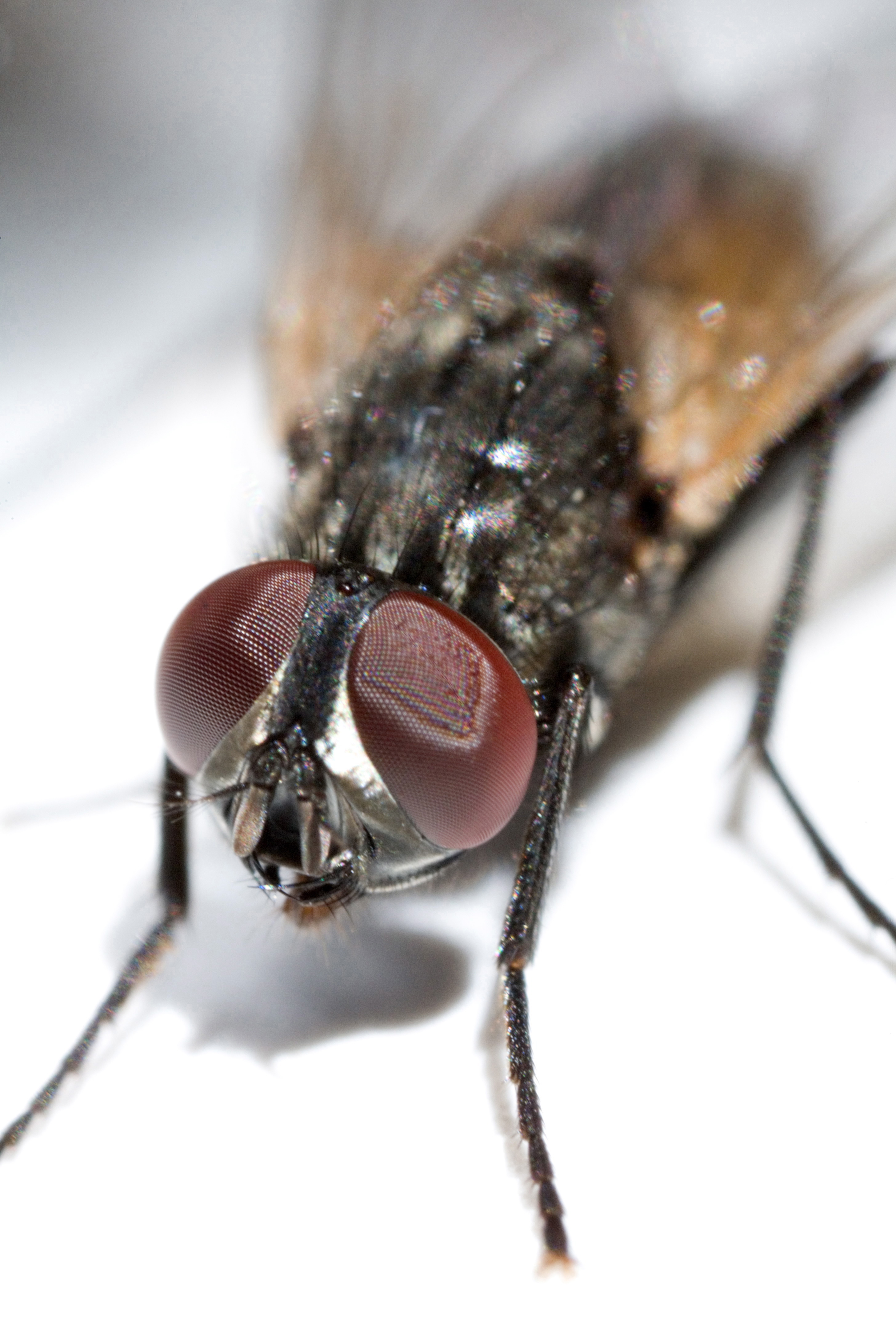 Science: Pesky House Flies May Actually Improve Our Health | Time