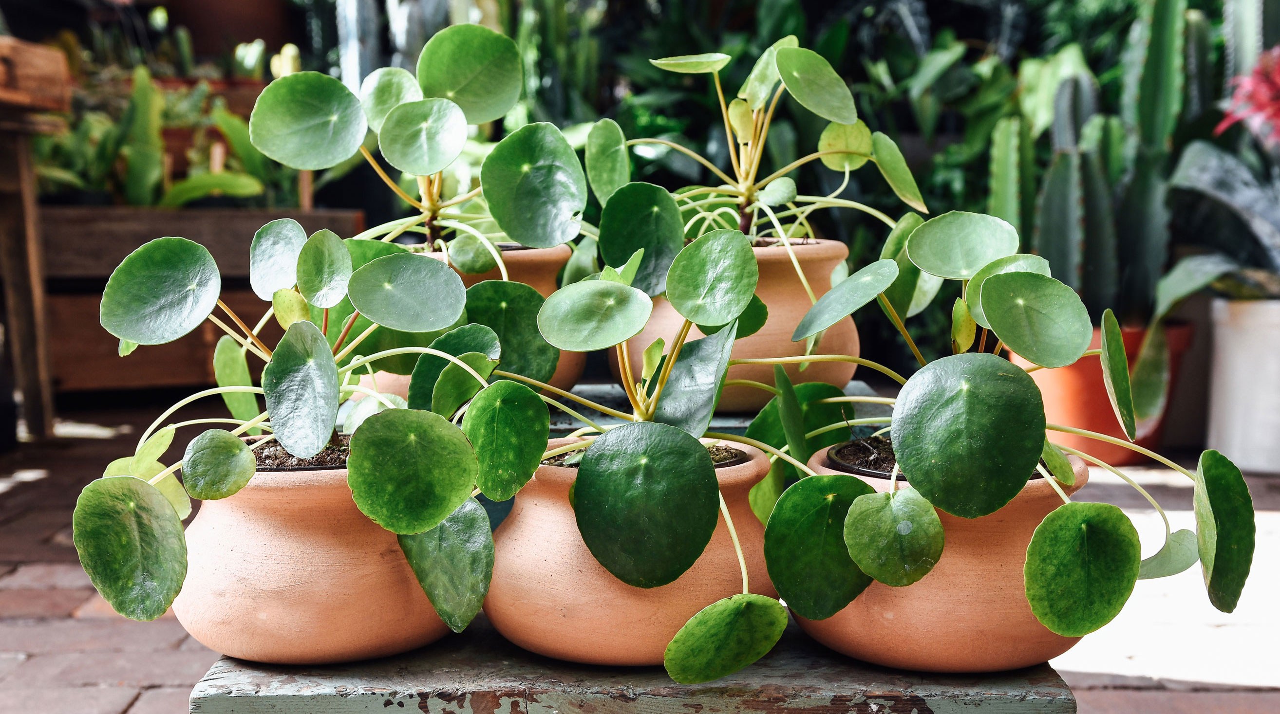 The Most Popular Houseplants of Spring 2018 | Architectural Digest