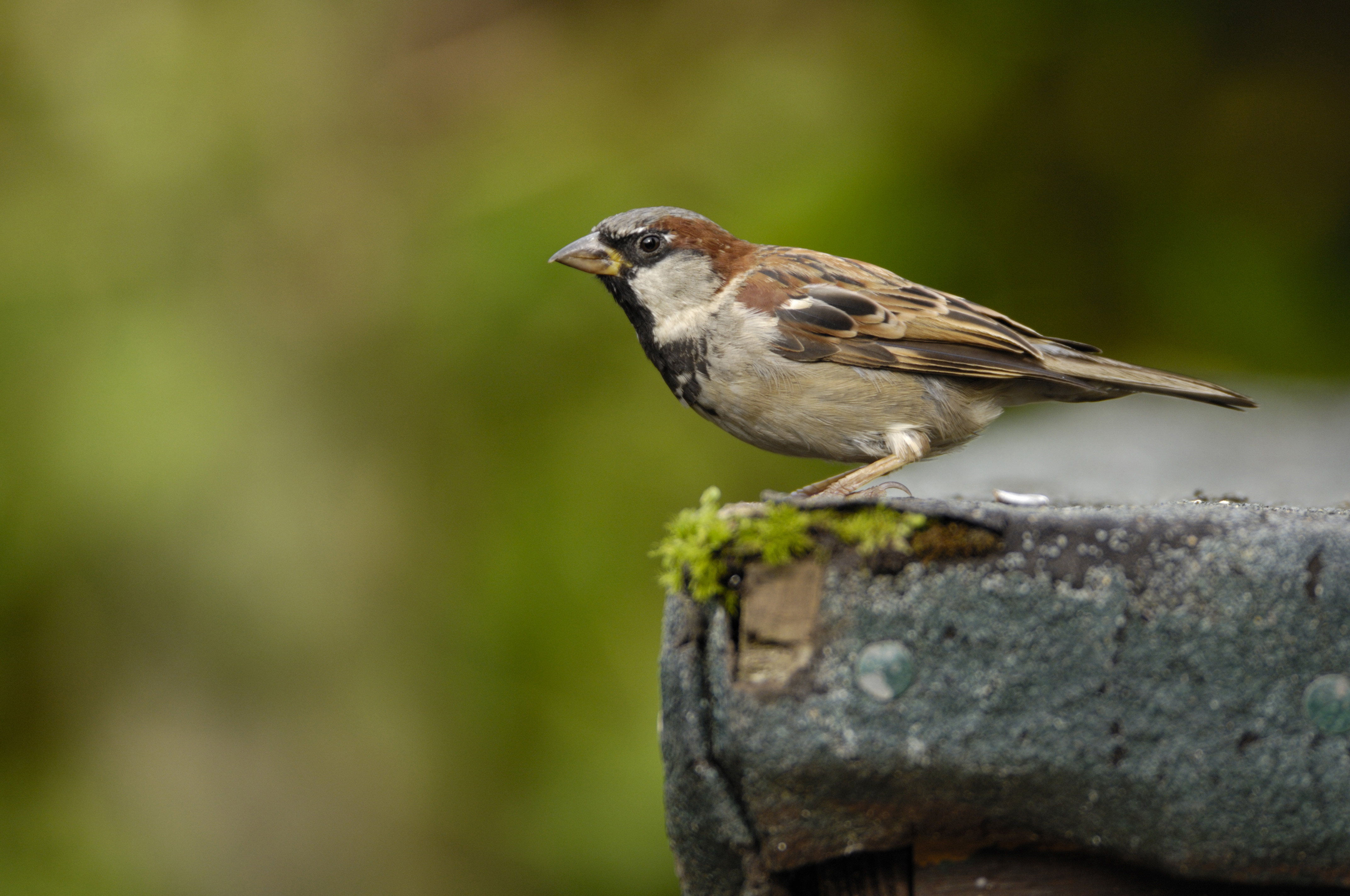 House sparrow photo