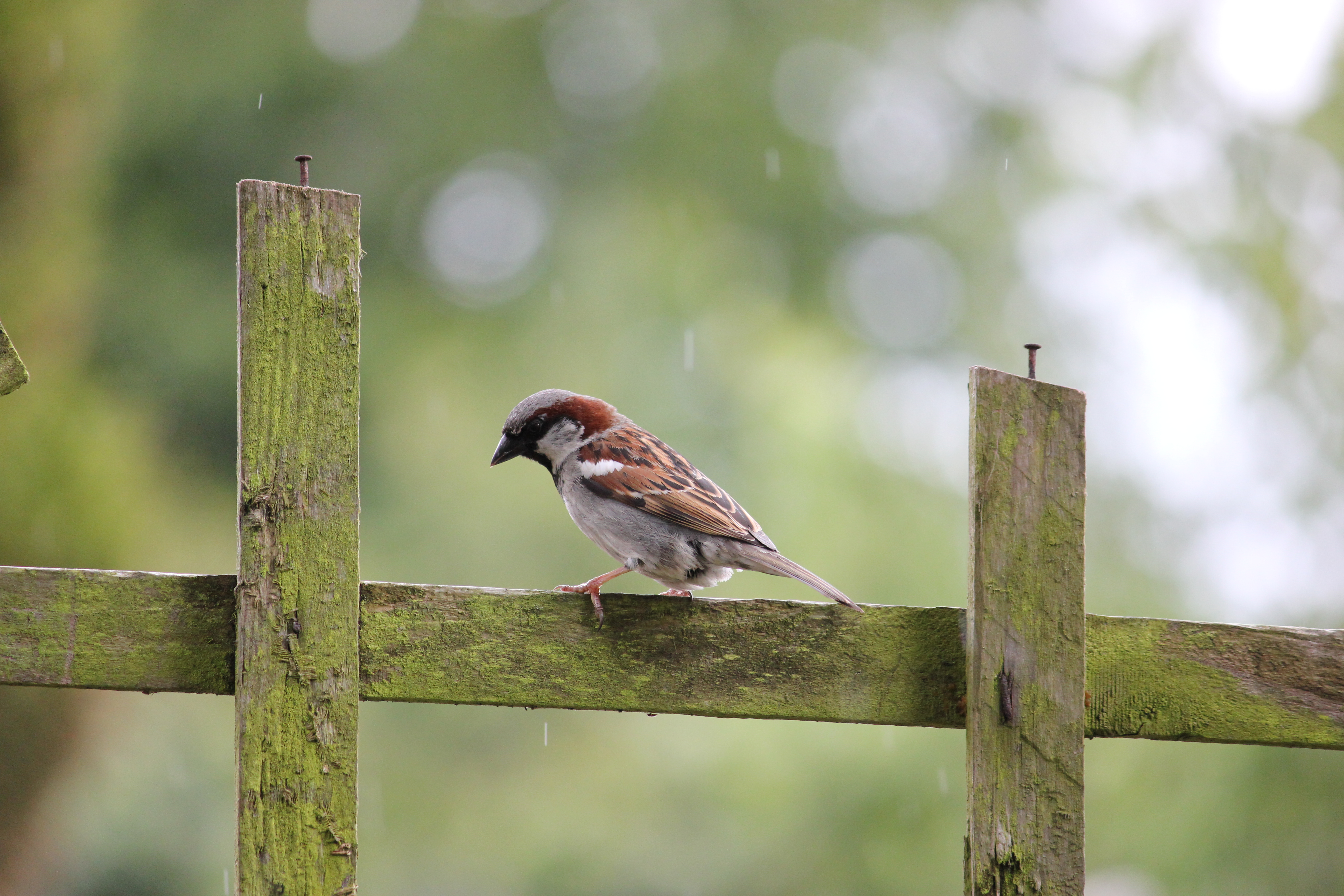 House Sparrow On A Fence, Bird, Dof, Fence, Green, HQ Photo
