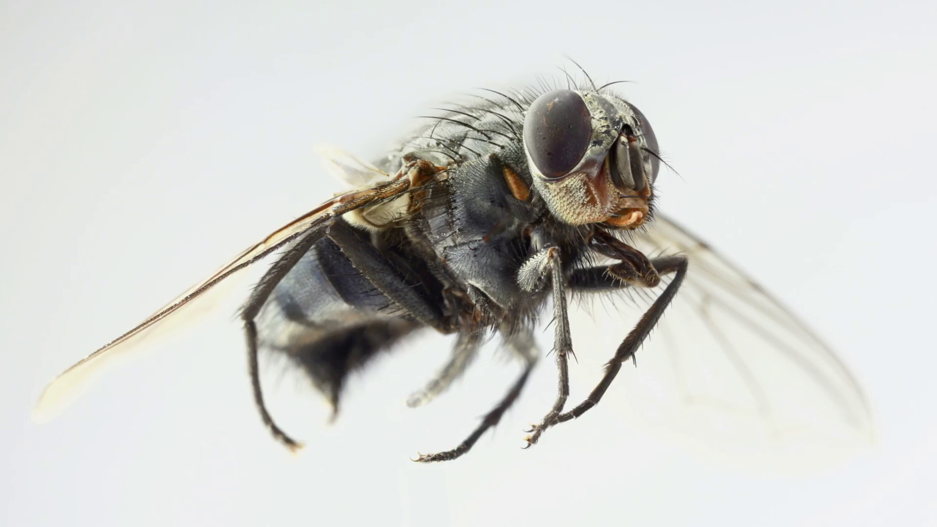 Housefly Musca Domestica Magnification Stock Video Footage - Videoblocks