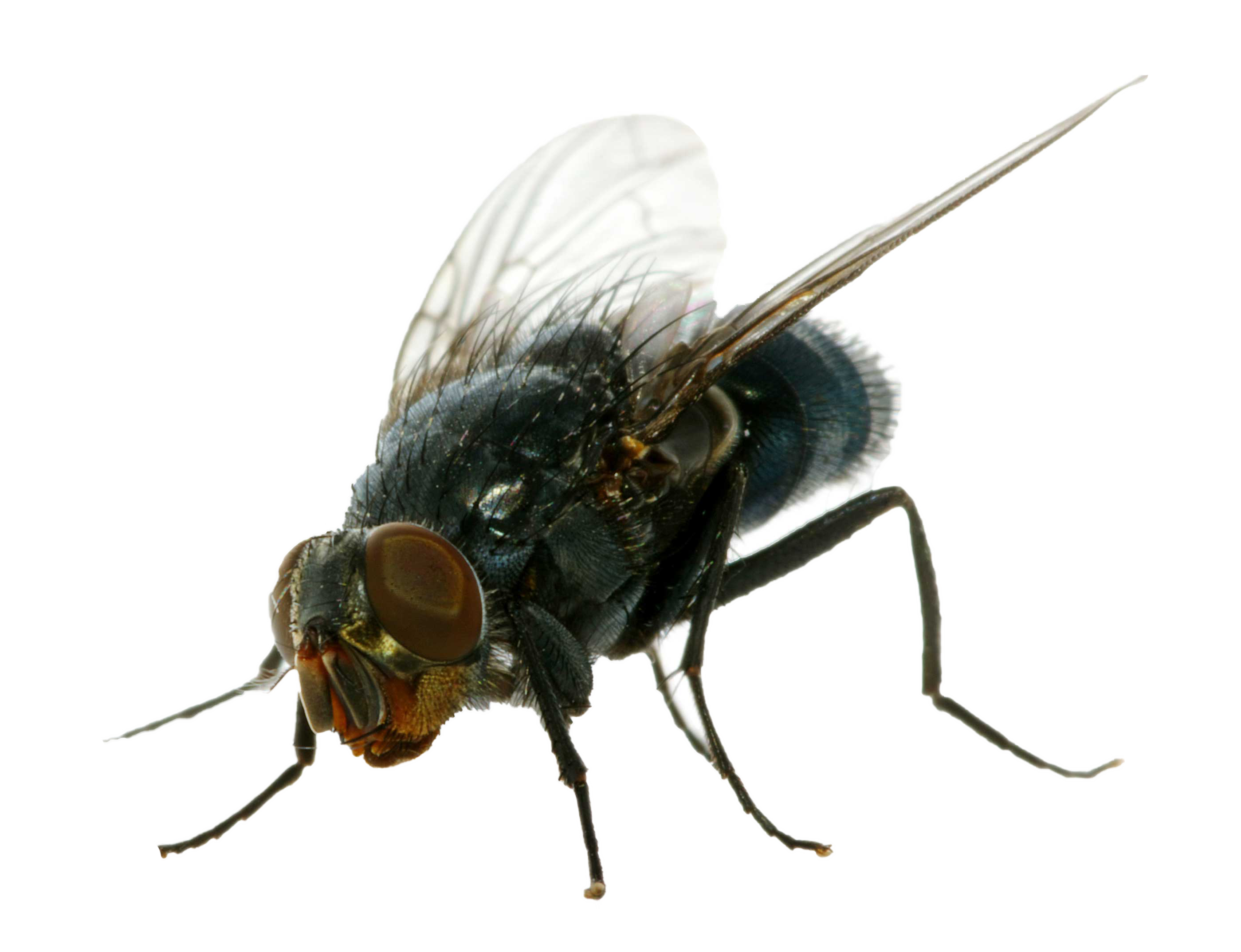 house-fly - Springer Pest Control