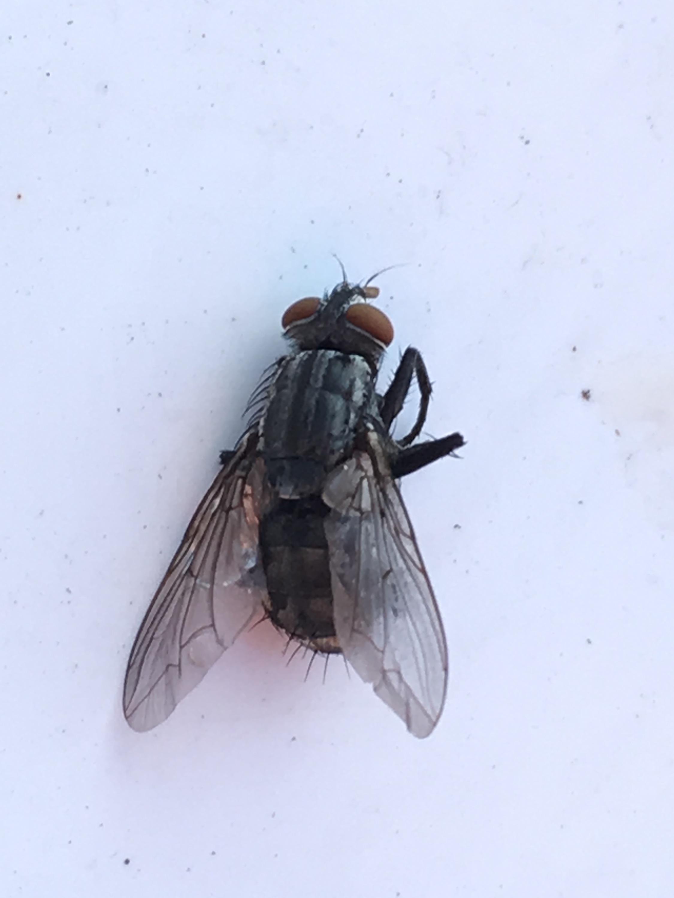 Flies - HOUSE FLY - Matar Pest Control