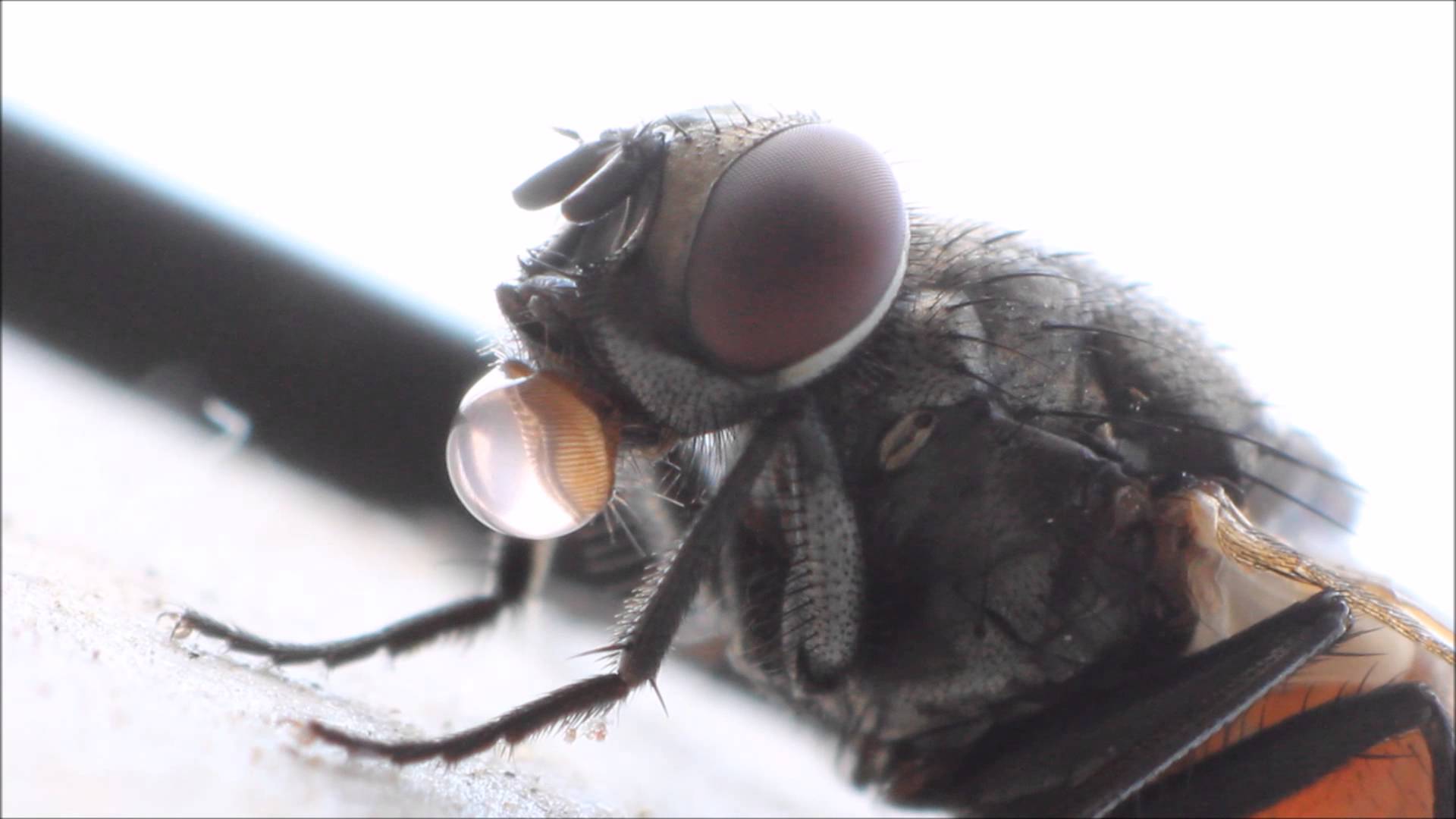 housefly eating something - YouTube