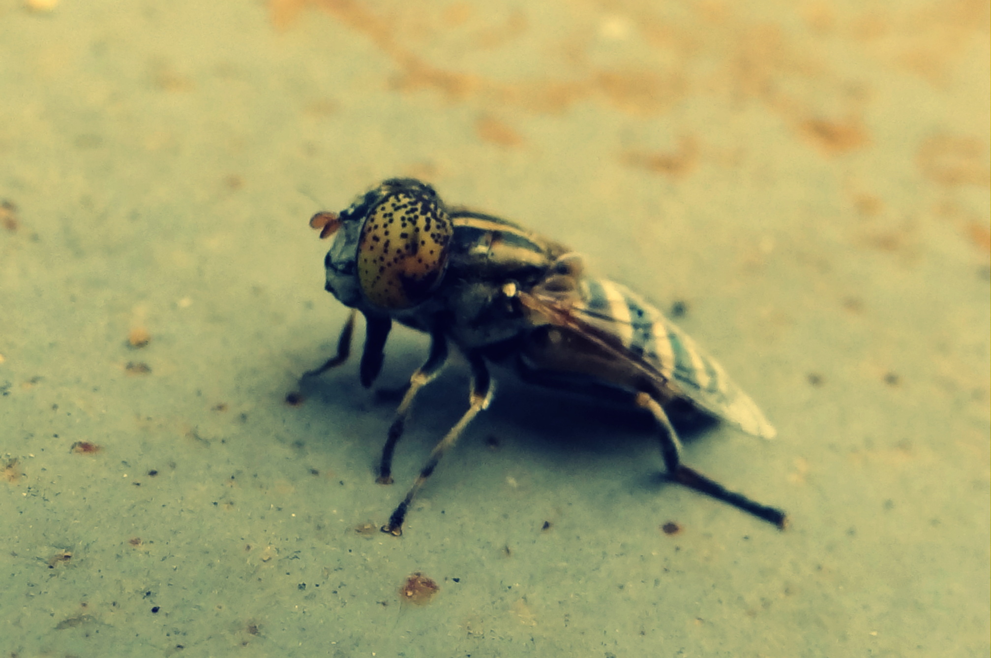 File:HOUSE FLY.jpg - Wikimedia Commons