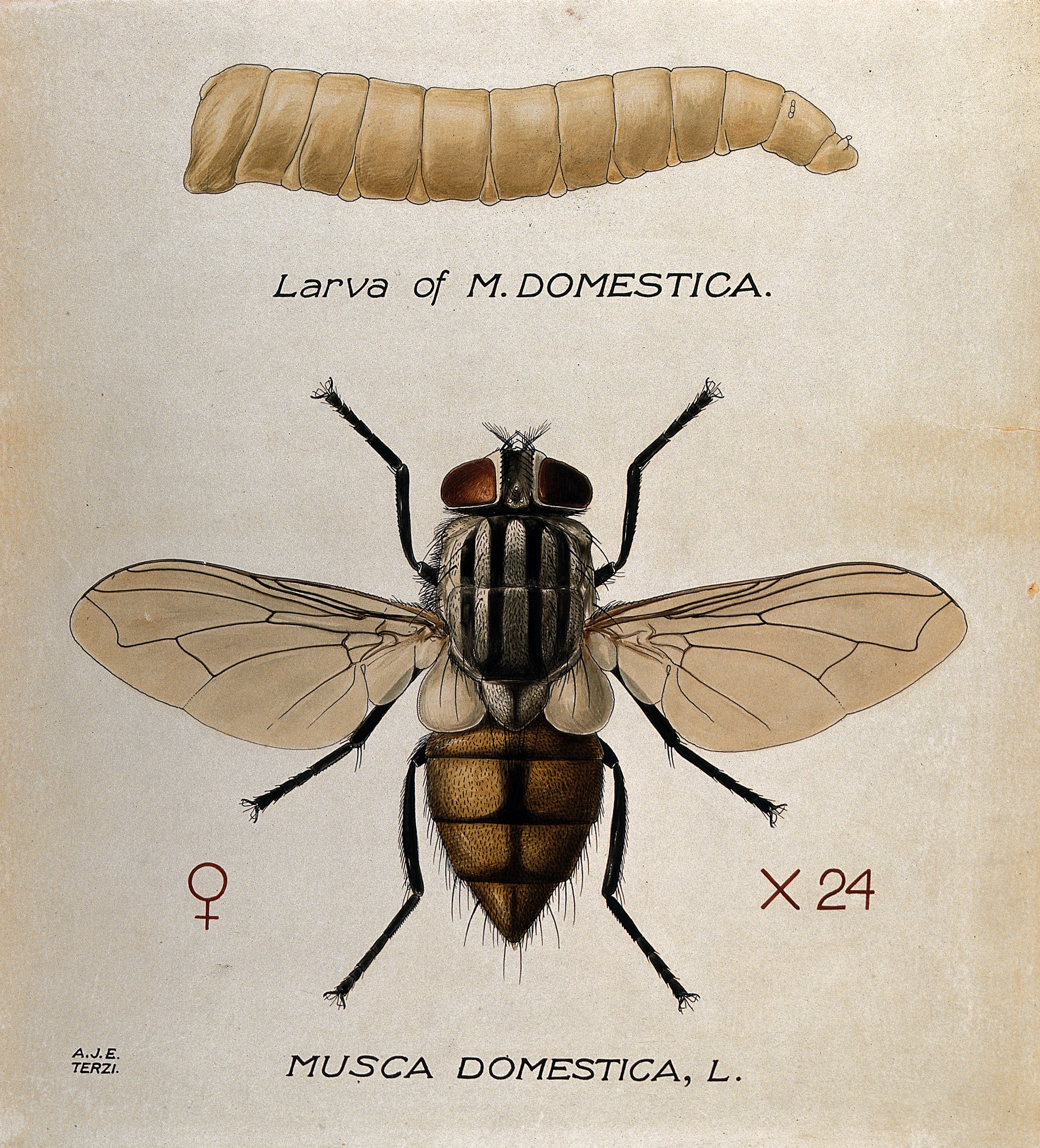 Housefly - Wikipedia