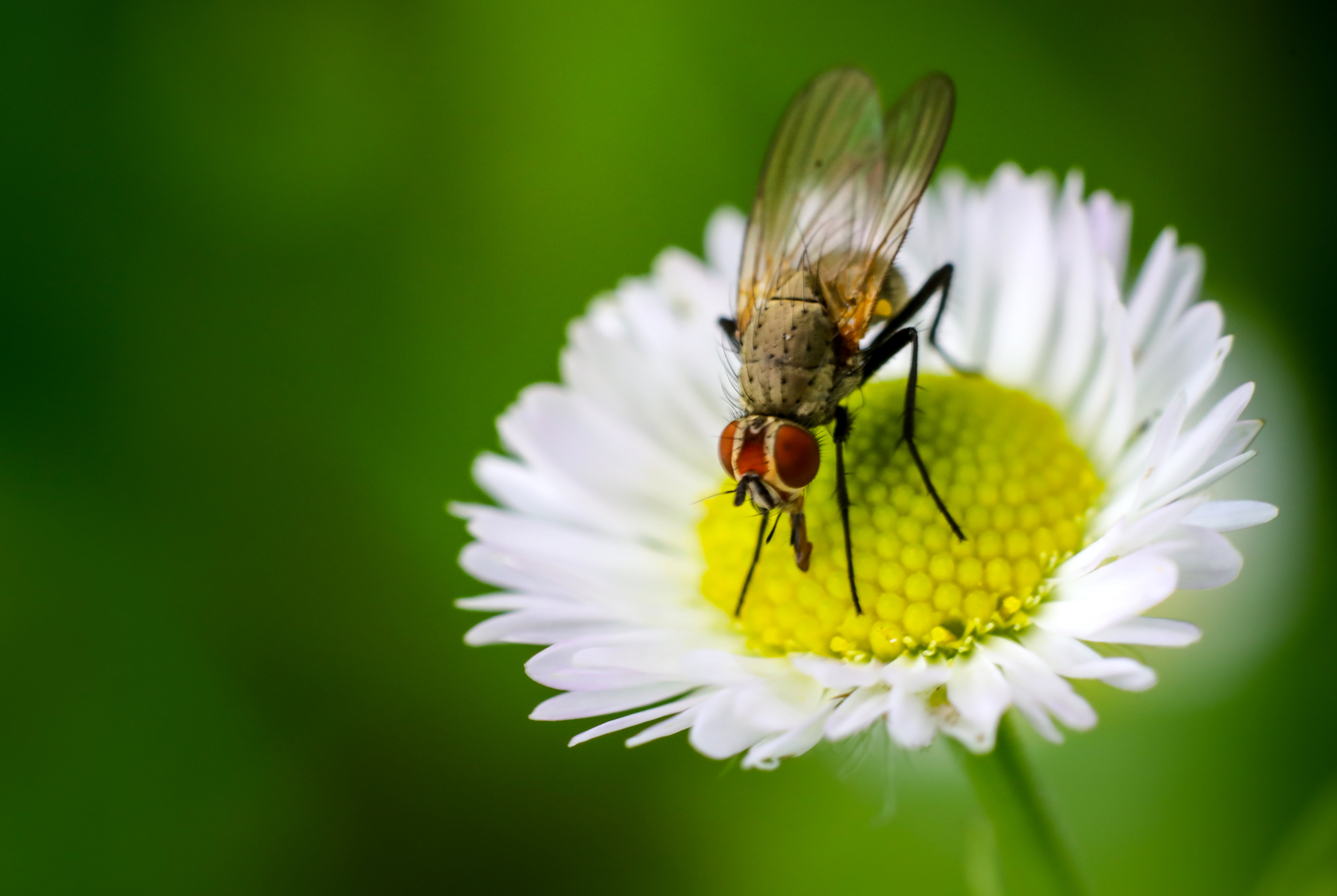 Housefly on flower photo