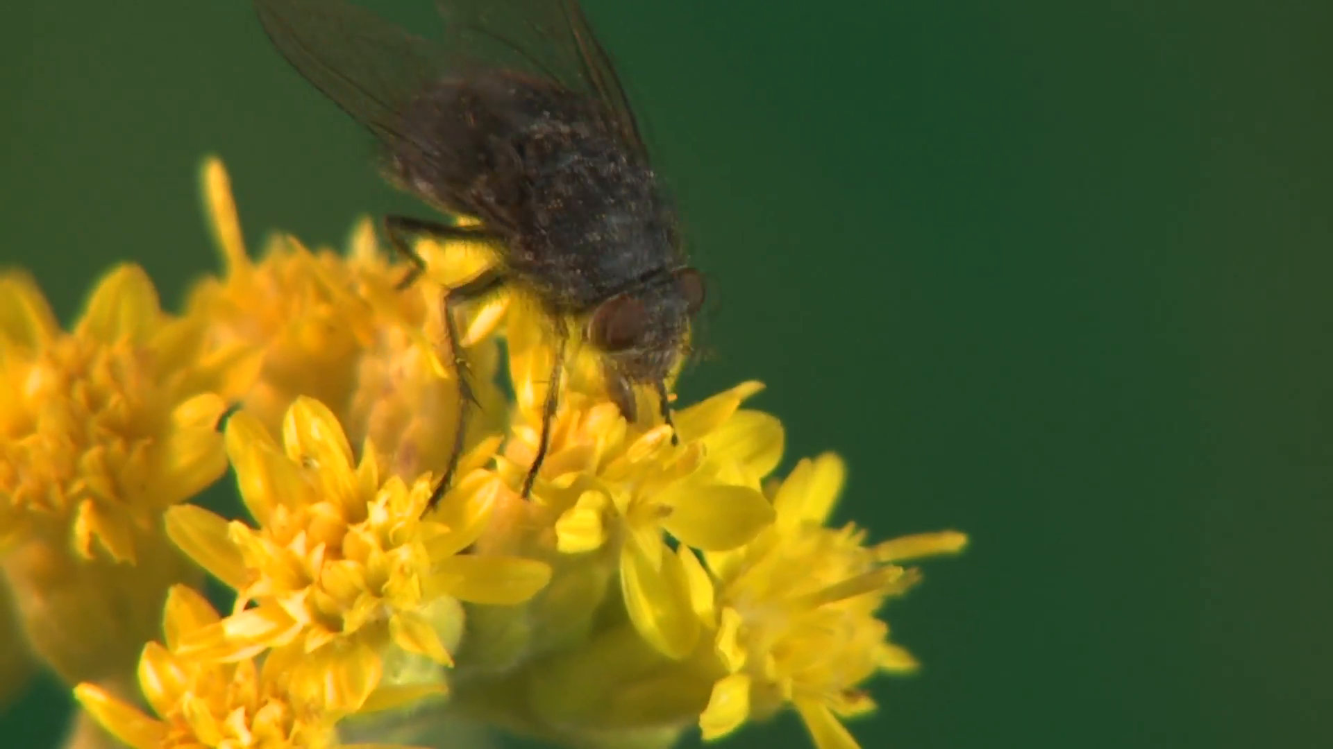 Housefly Adult Lone Feeding Summer Yellow Flower Closeup Stock Video ...