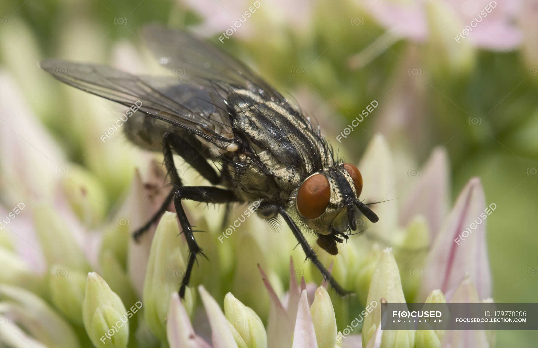 House fly perching on flower — Stock Photo | #179770206