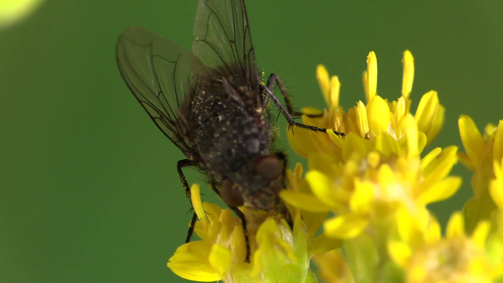 Housefly Adult Lone Summer Yellow Flower Indoor Stock Video Footage ...