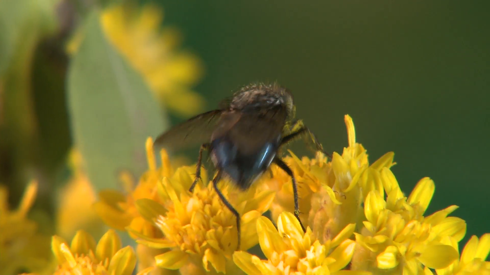 Housefly Adult Lone Feeding Summer Yellow Flower Stock Video Footage ...