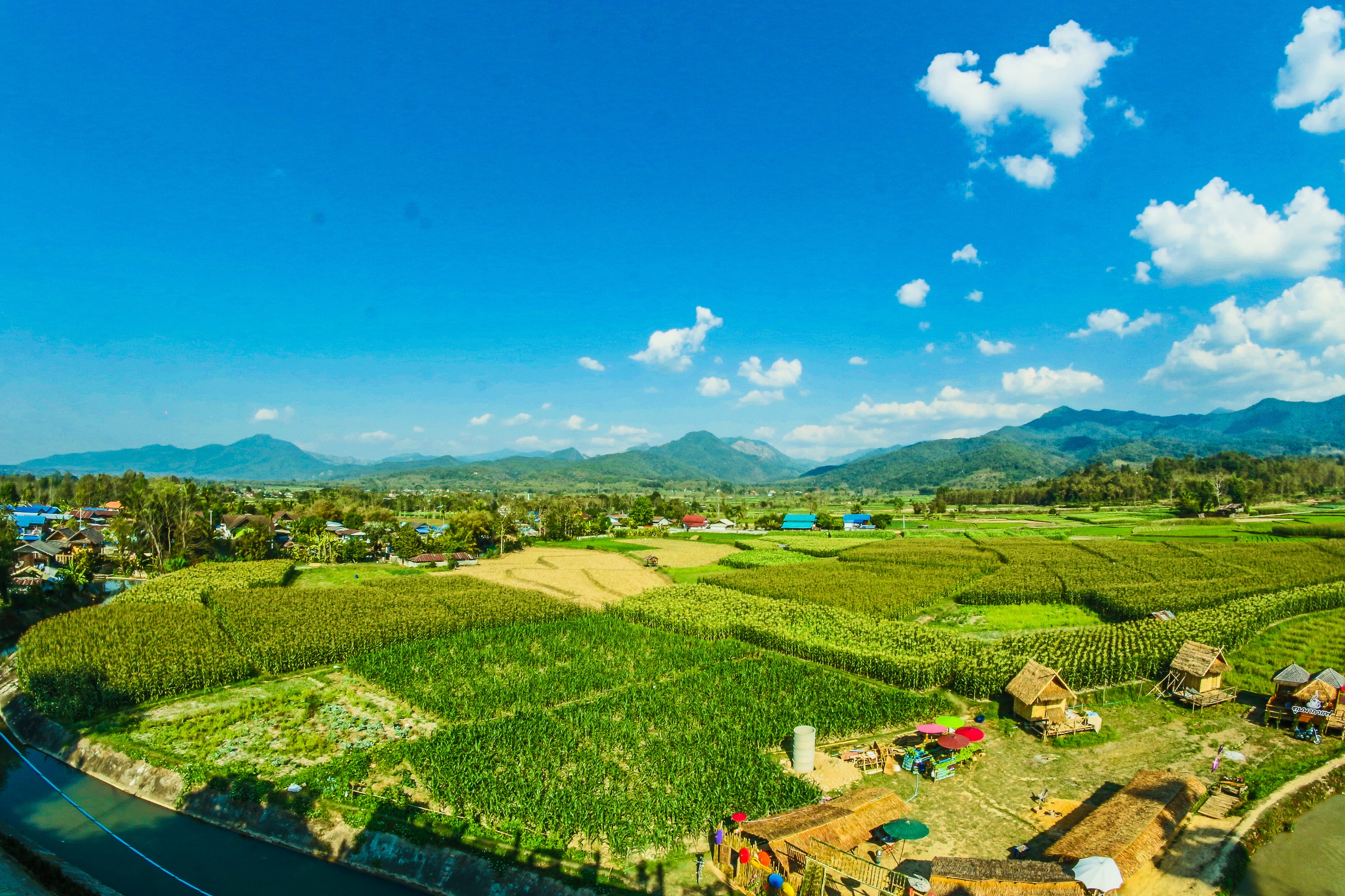 Houses near the rice wheat field under the clear blue skies photo
