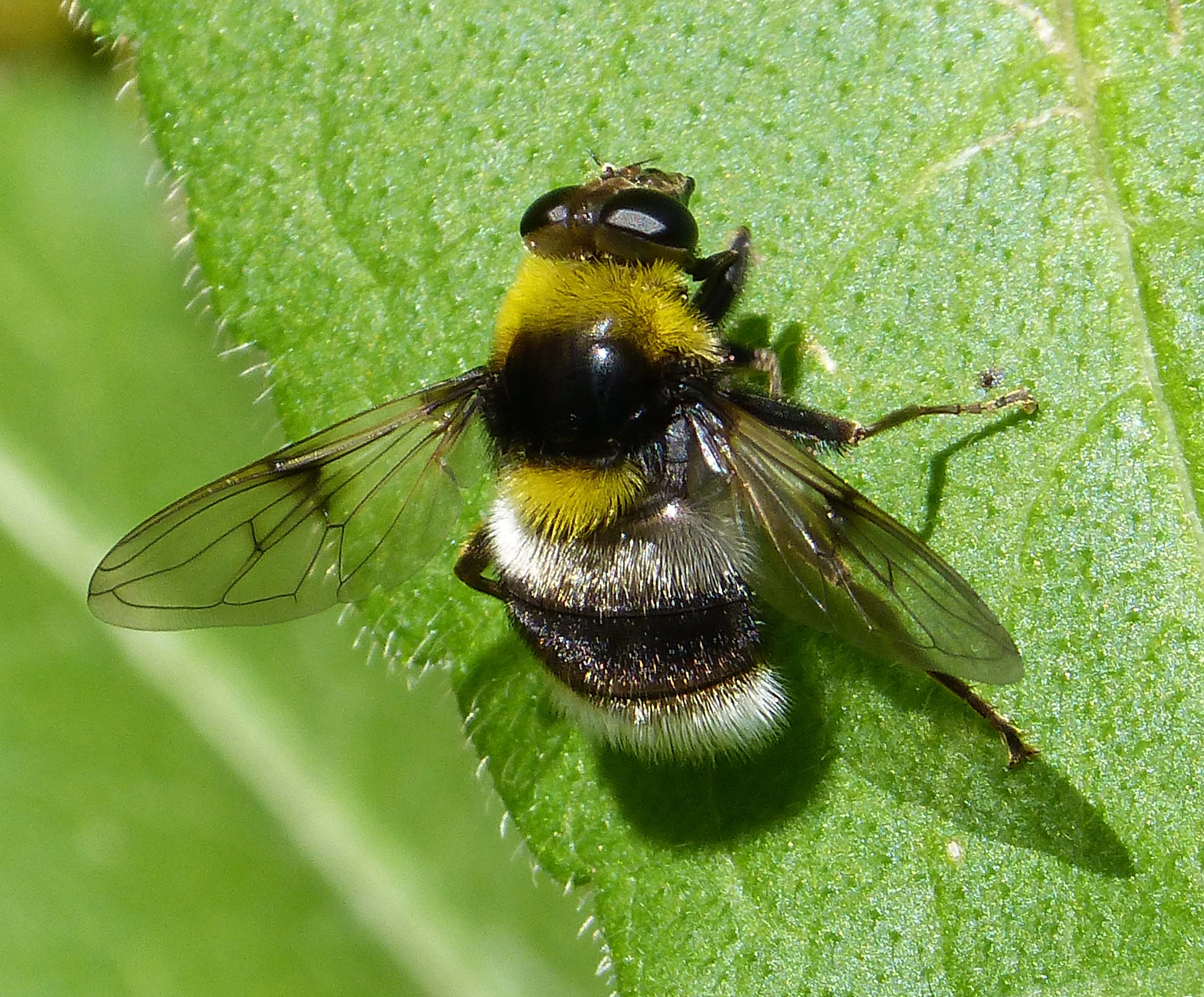 File:Bee mimic. hoverfly (15641613524).jpg - Wikimedia Commons