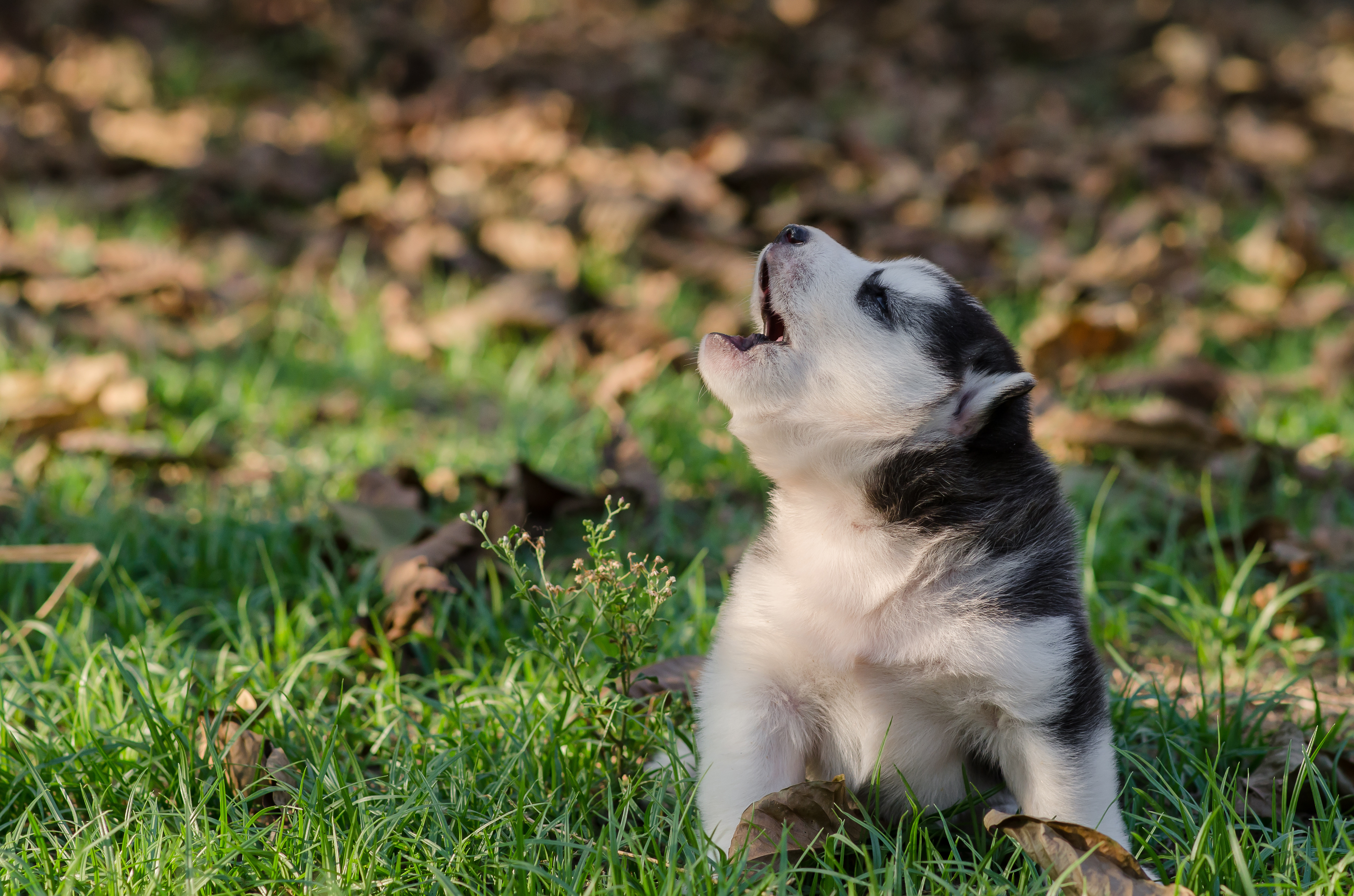 Dog Behaviors Whining and Howling: What Does It Mean?